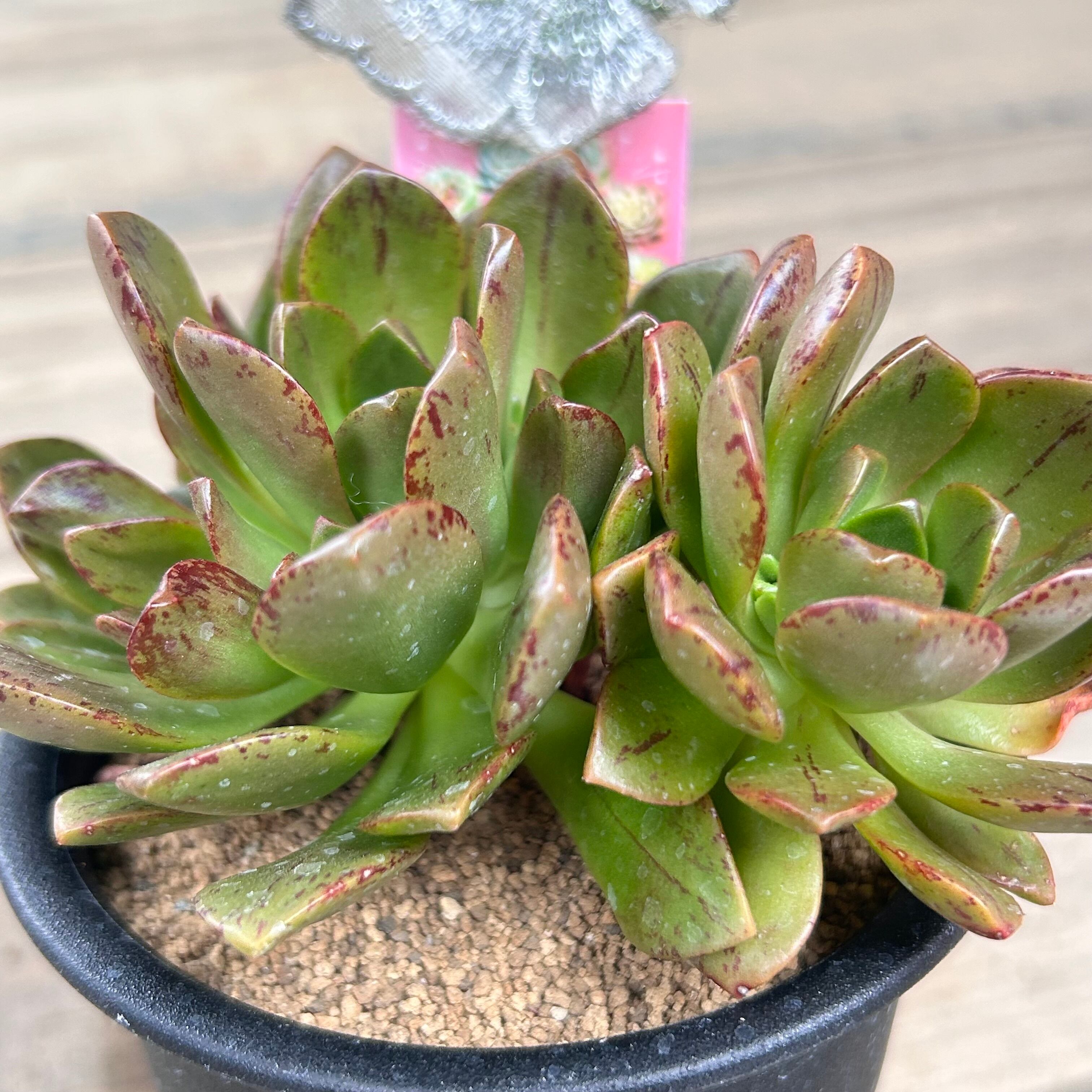 5 #多肉植物アエオニウム錦❤️ブロンズメダル錦❤️4頭13cm 拔き苗