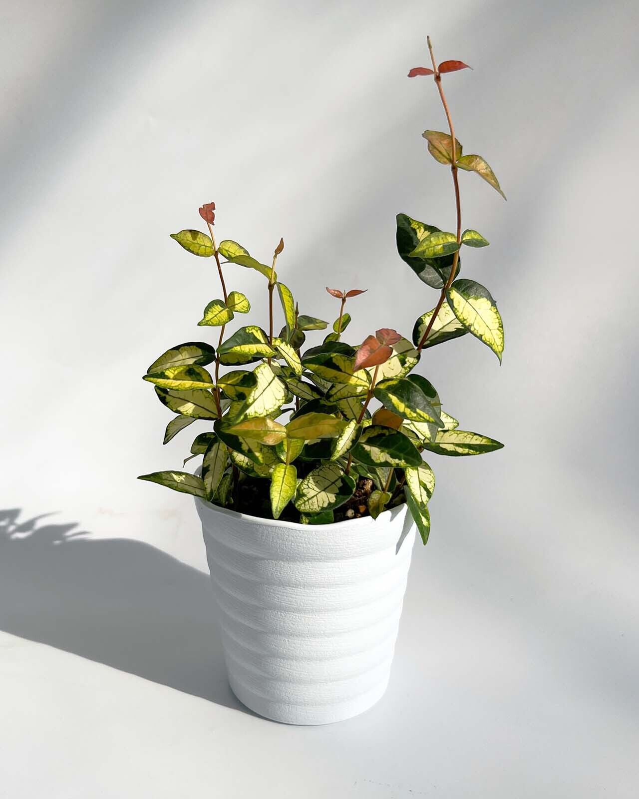 ８２ 黄金カズラ Inakougei イナコウゲイ 観葉植物 鉢 多肉 猫用品