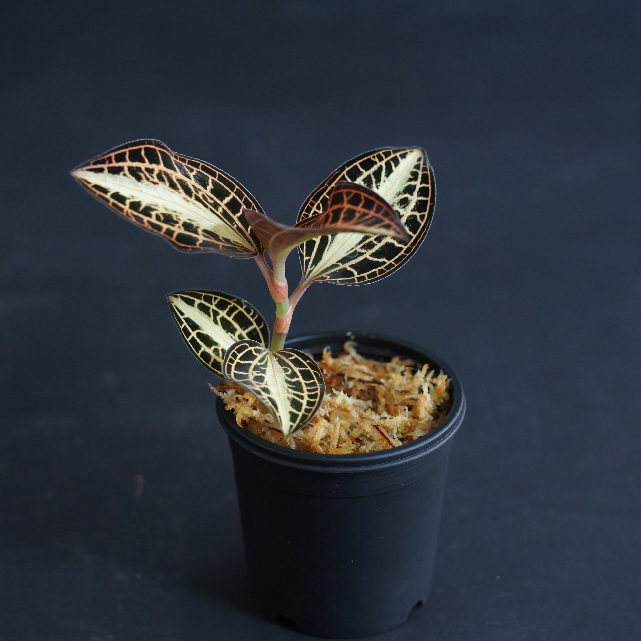 ◇現品◇アネクトキルス アルボリニアタス【ジュエルオーキッド宝石蘭