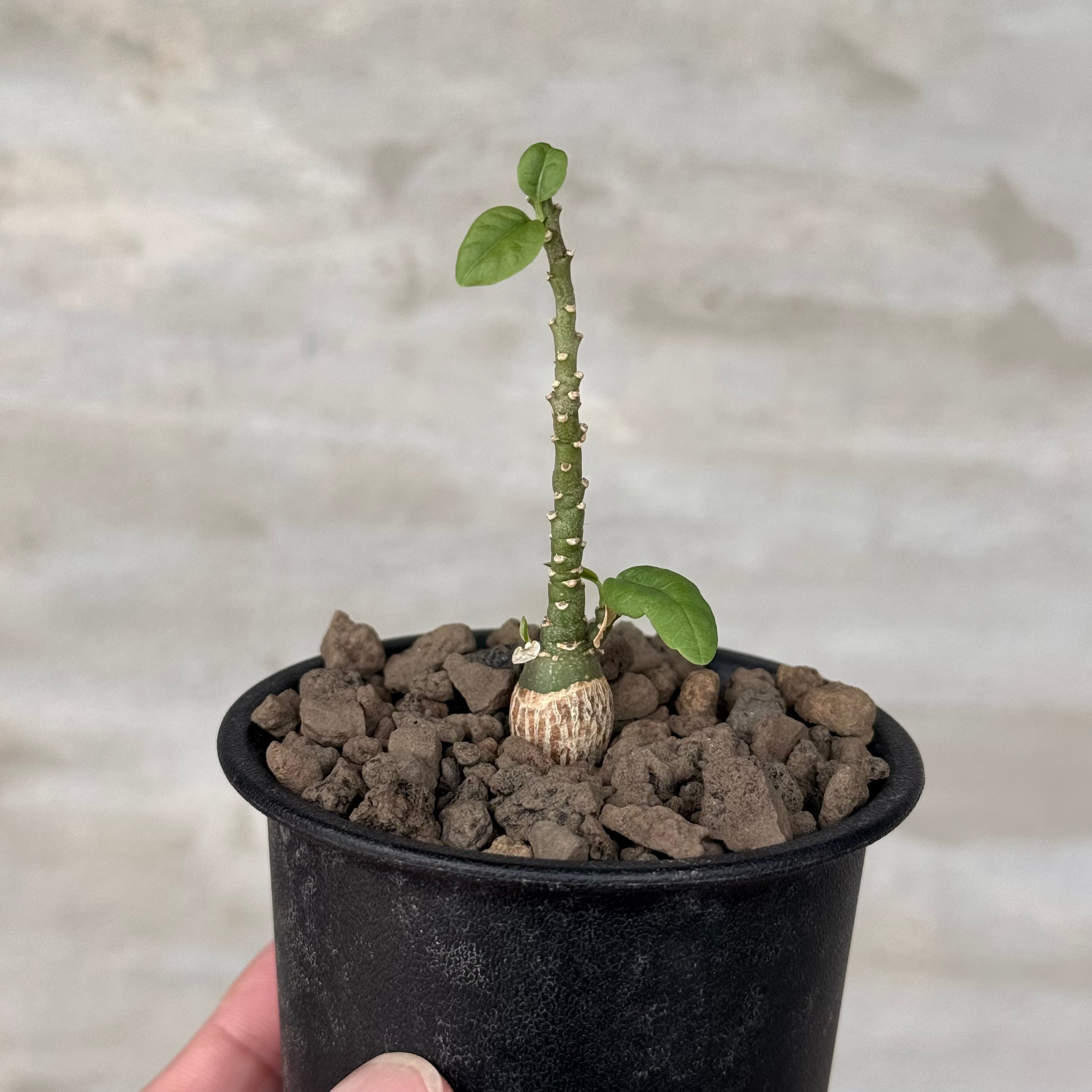 【訳あり特価】アデニア　ペチュエリー　実生 コーデックス：アデニア ペチュエリー 実生*塊根幅4cm 現品！一品