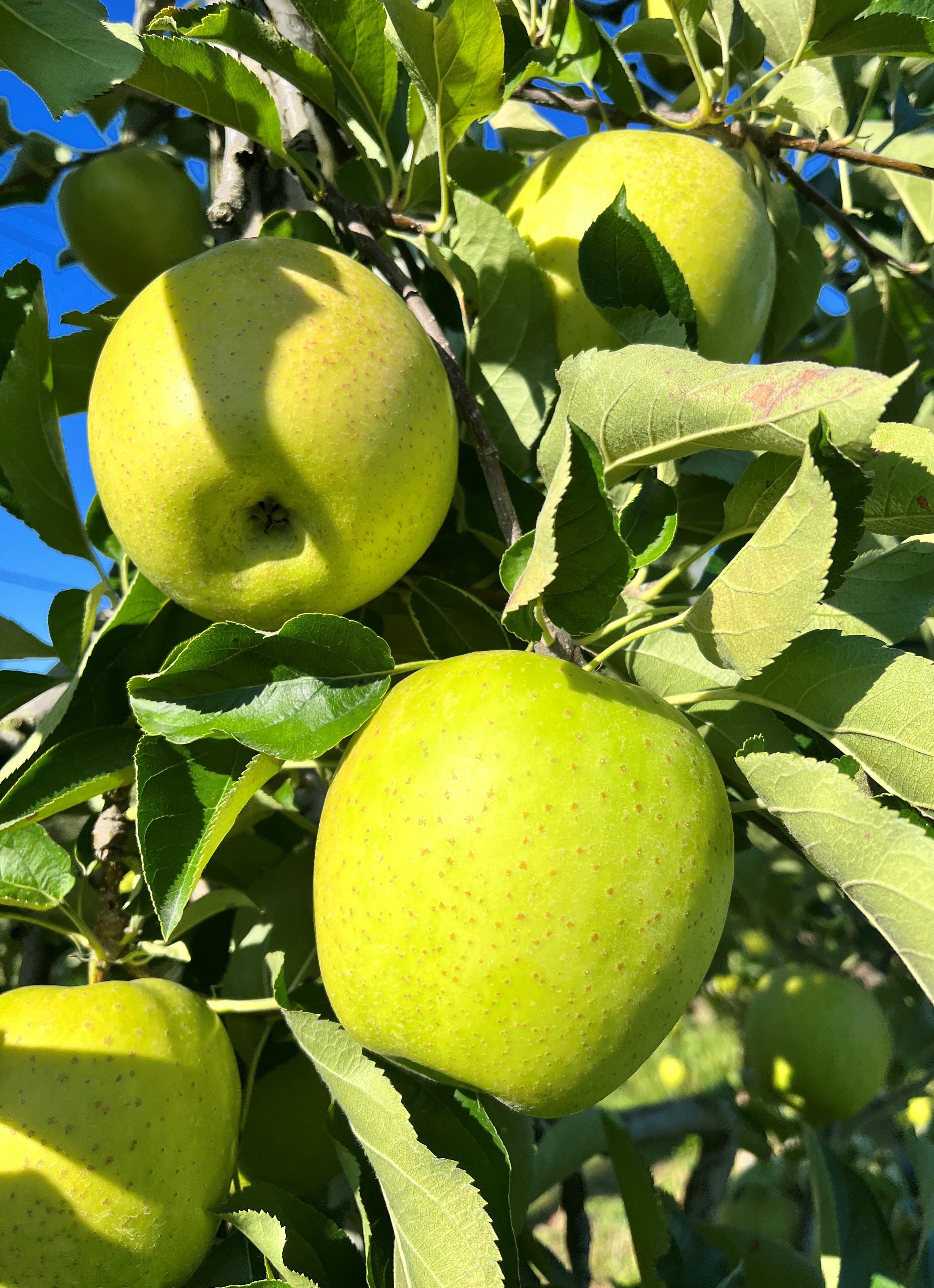 王林＆葉取らずサンふじ家庭用　2kg