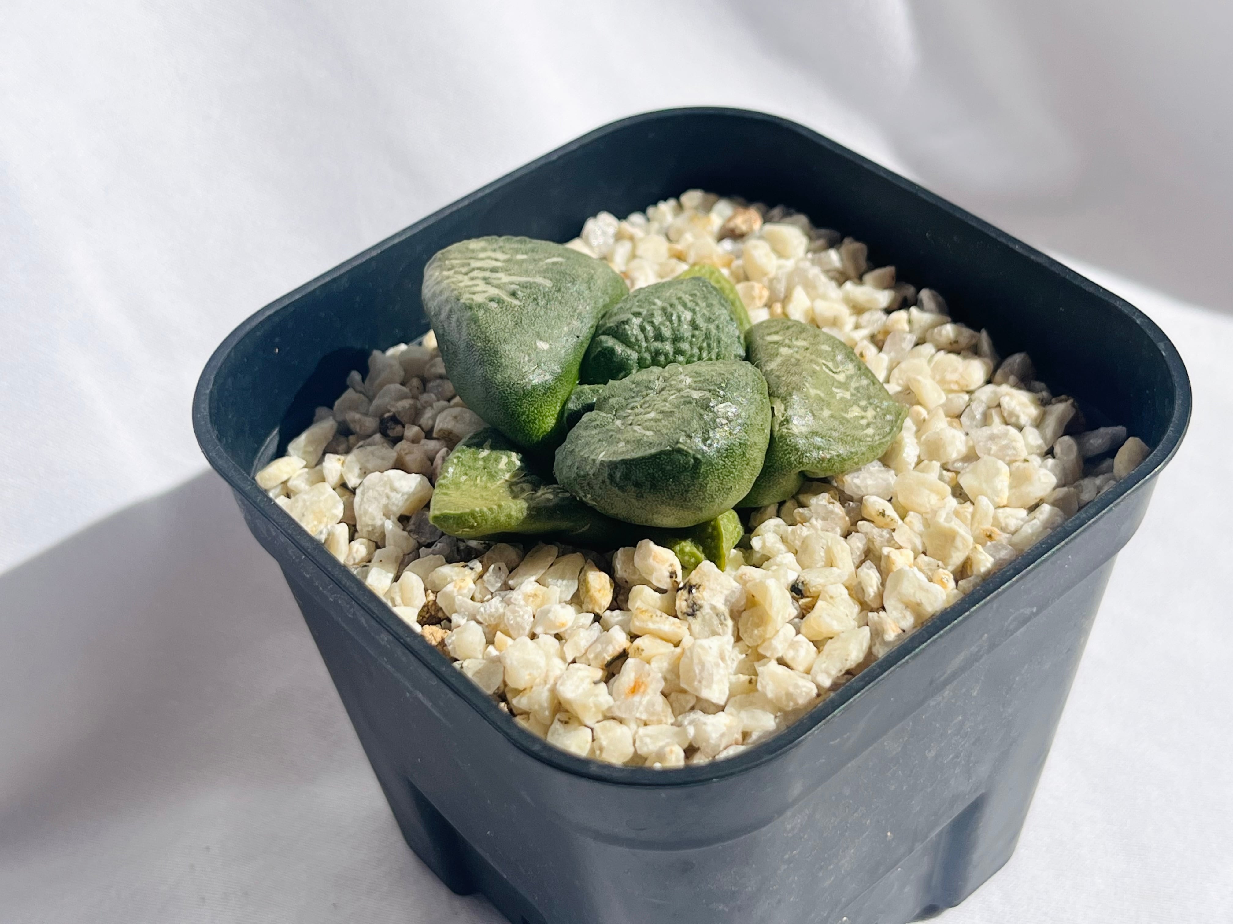Ariocarpus fissuratus var. lloydii アリオカルプス 連山 サボテン