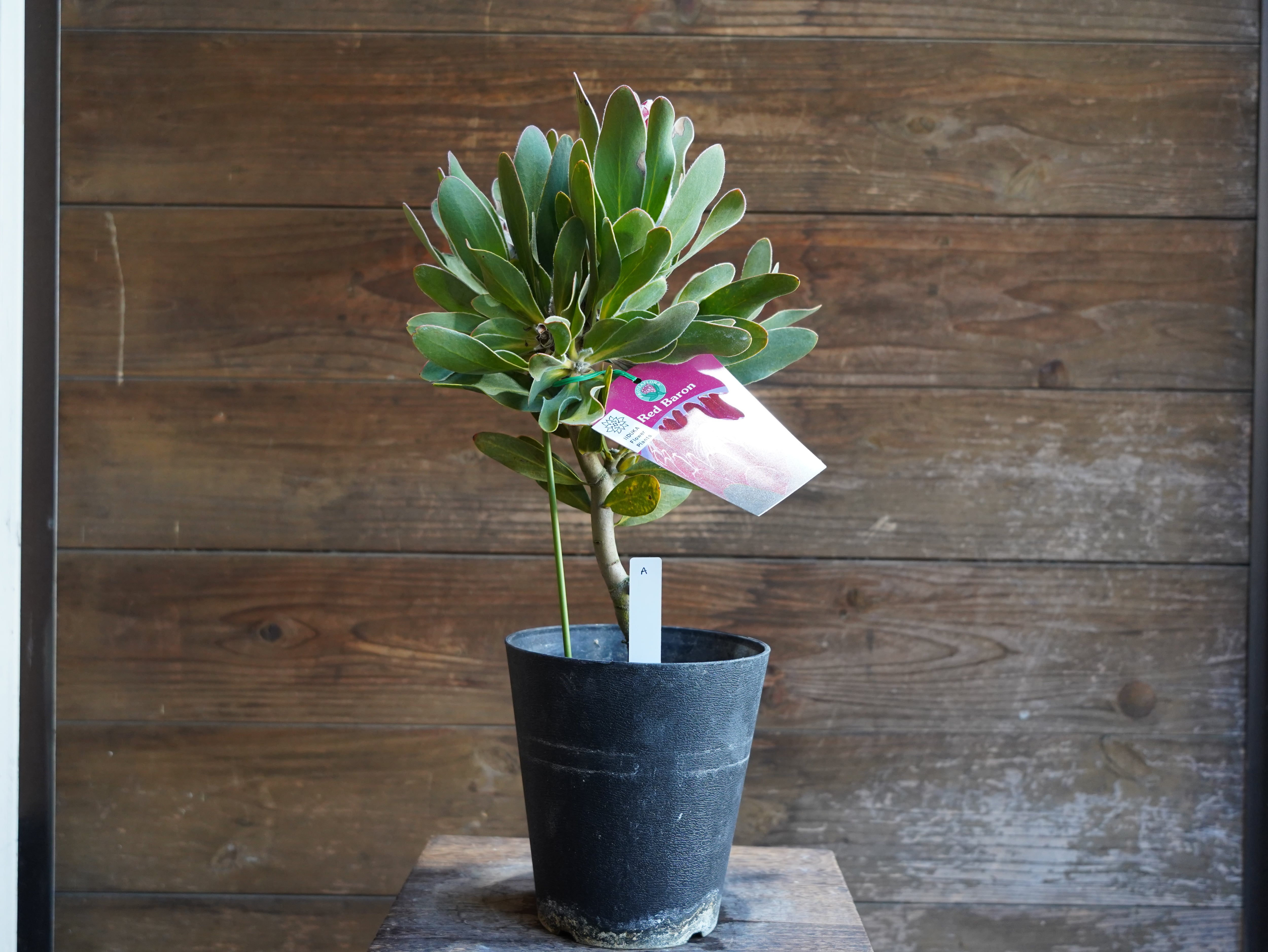 【現物】プロテア　"レッドバロン"　A