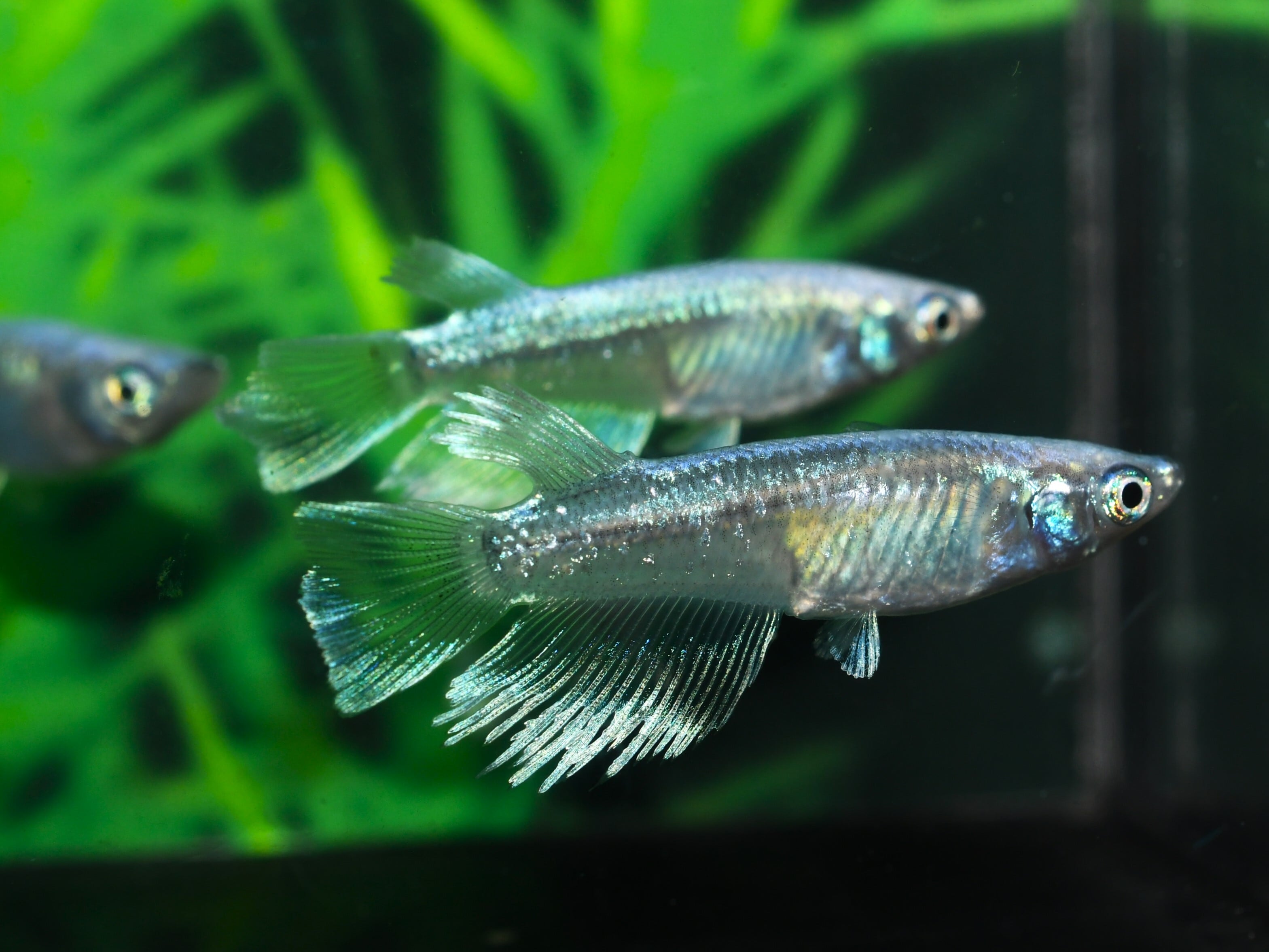 マリアージュキッシングワイドフィン【成魚販売】2ペア | メダカめだか