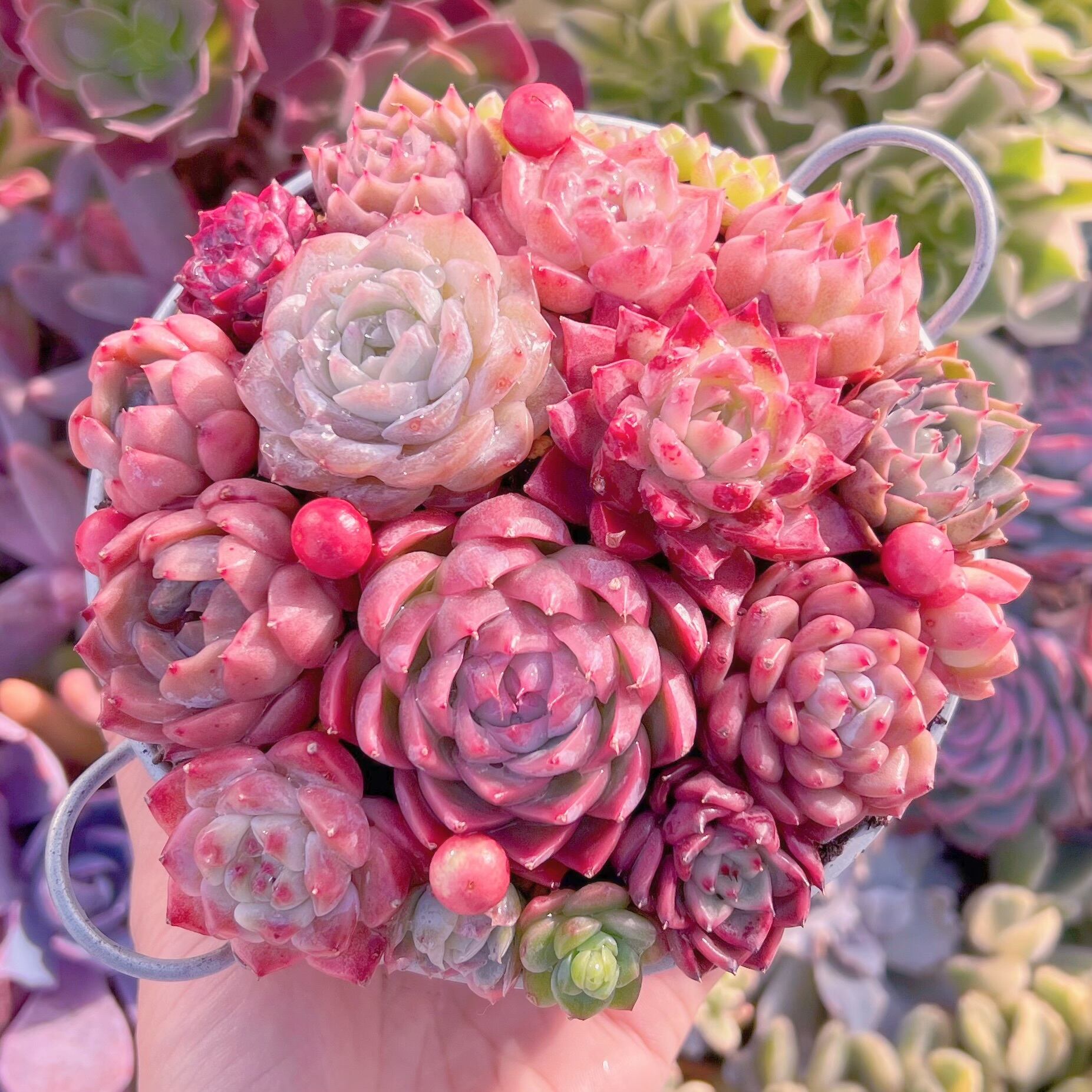 現品　寄せ植え鍋セット#A86   るる農園