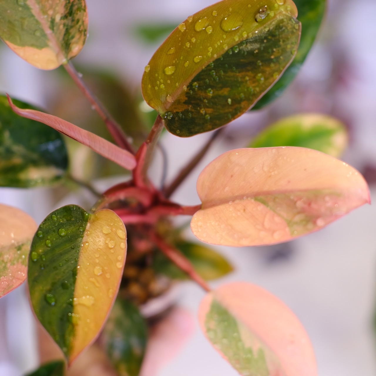 フィロデンドロン・レッドコンゴ│Philodendron Red Congo