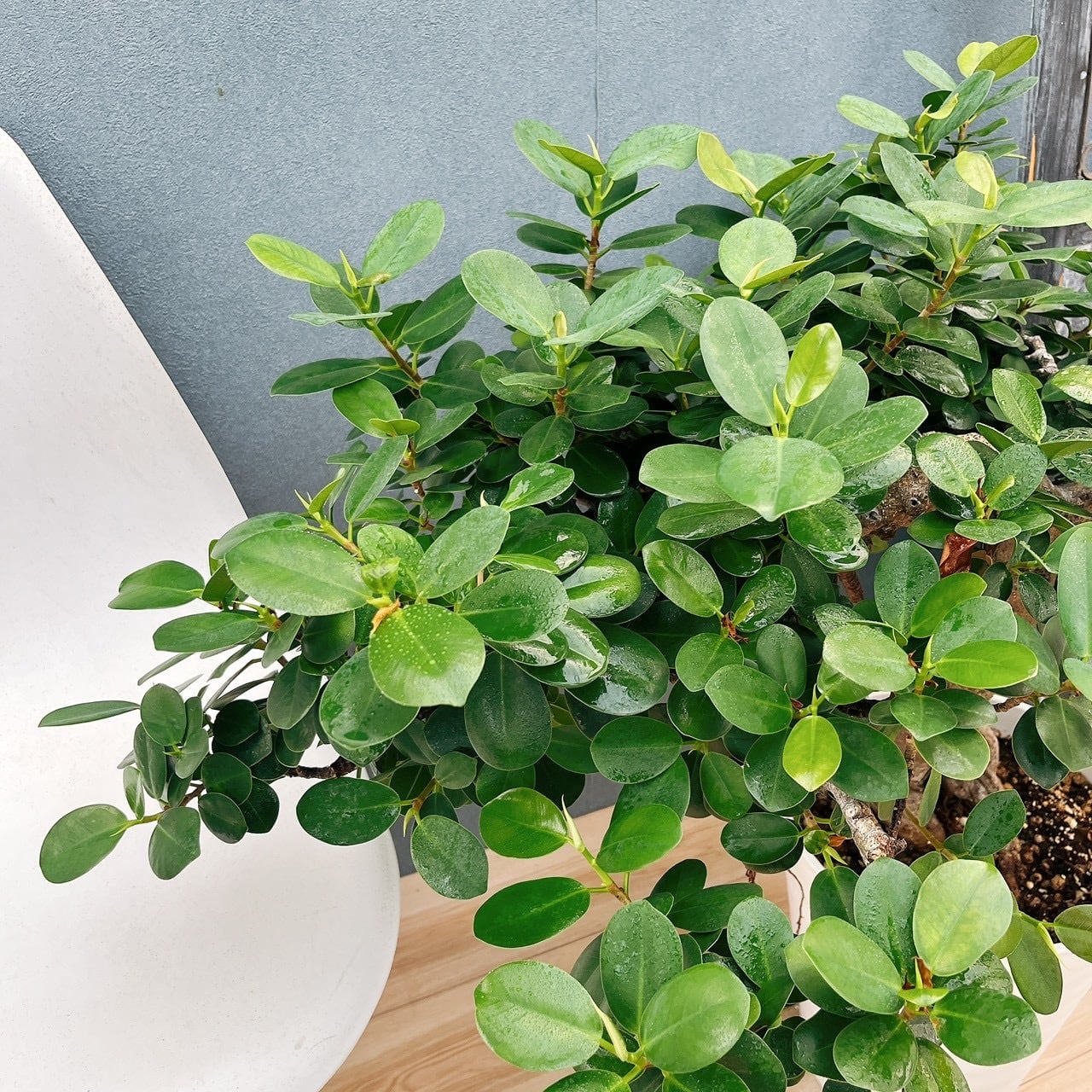 現品］【希少】41番 パンダガジュマル 盆栽仕立て 8号 観葉植物 室内