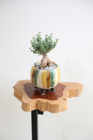 【S】姫紅小松/Trichodiadema bulbosum ※陶器鉢付き