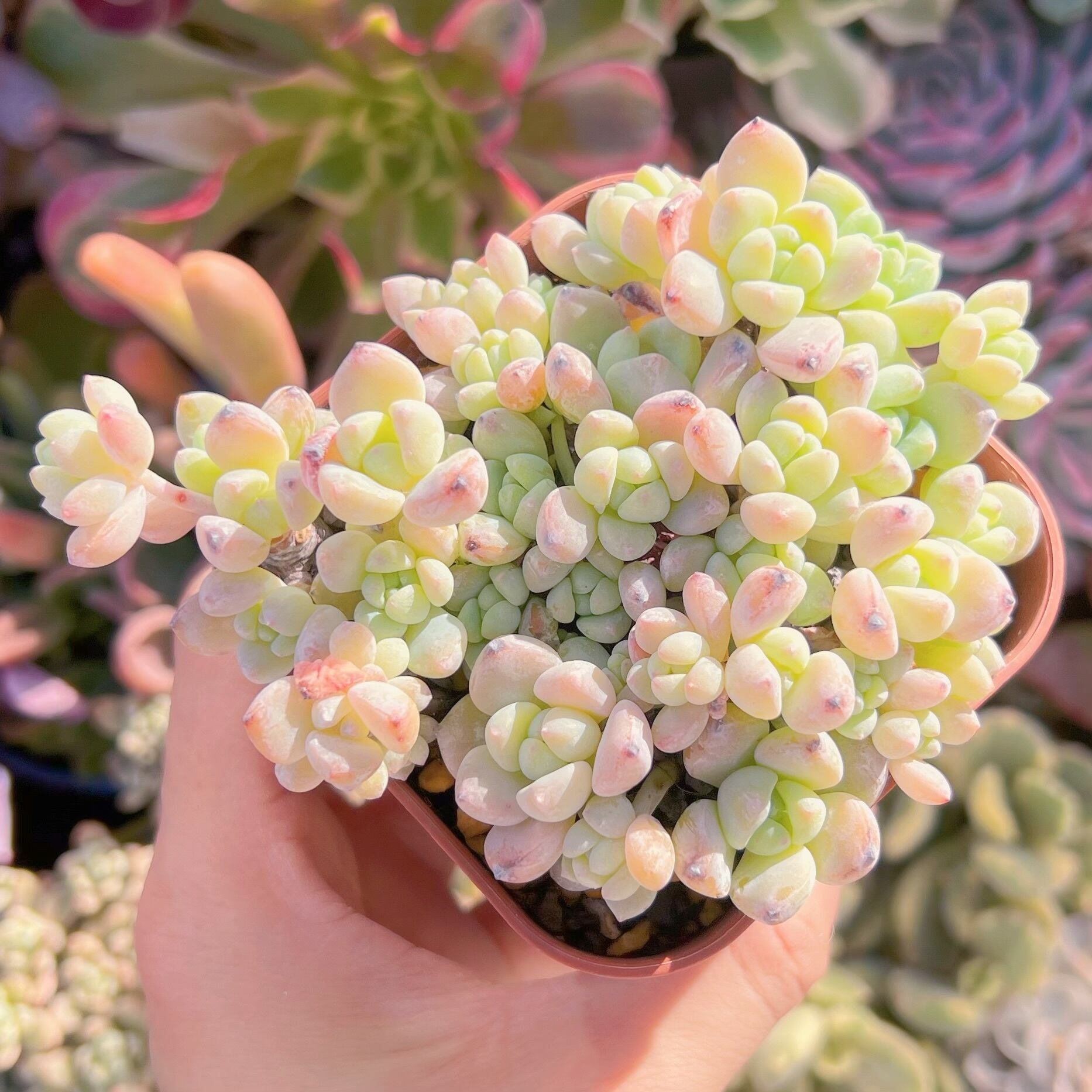 現品　新品種　香姫#A59　新入荷　るる農園