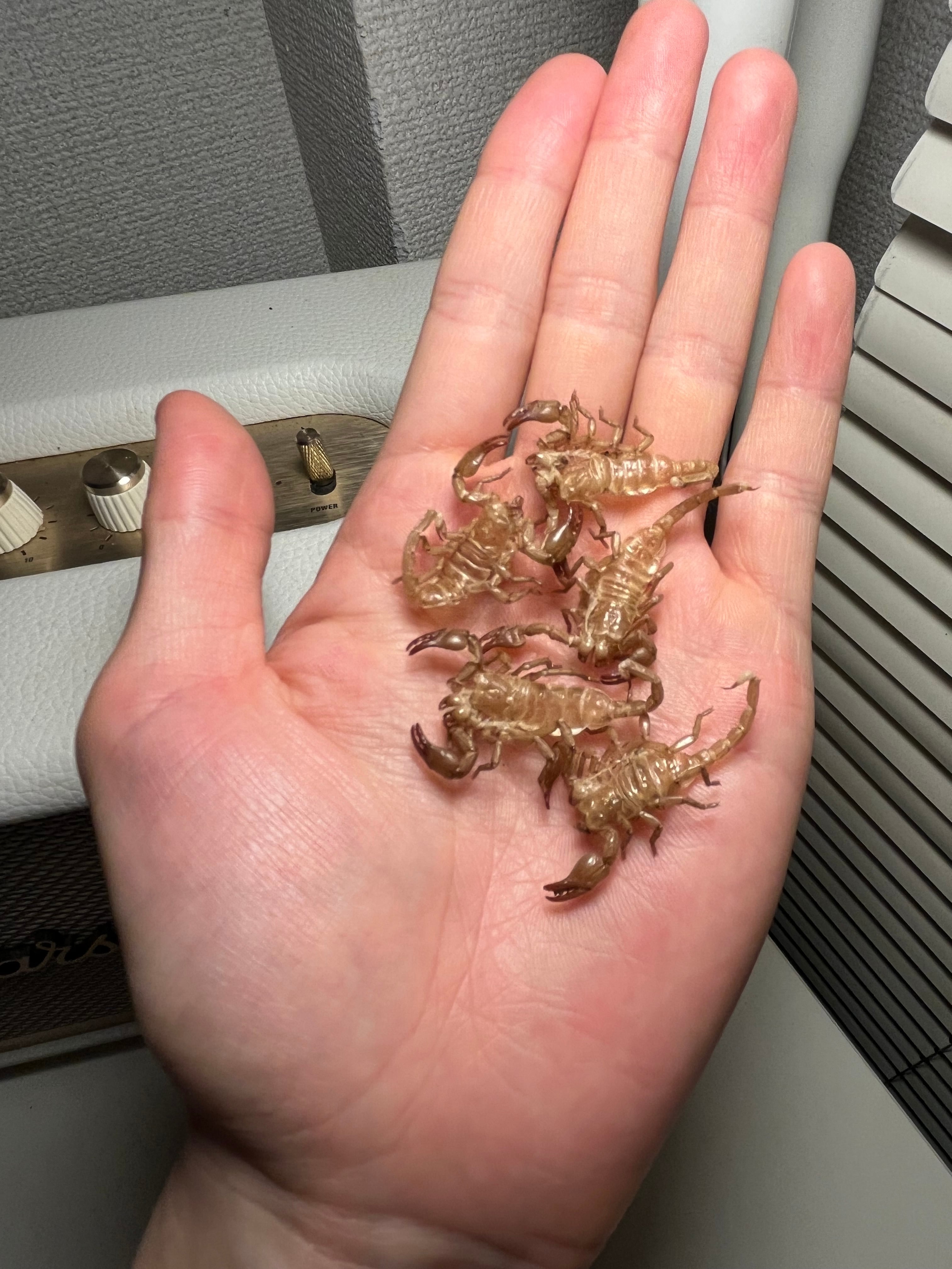 5匹set】4齢のダイオウサソリの脱皮殻標本 エンペラースコーピオン