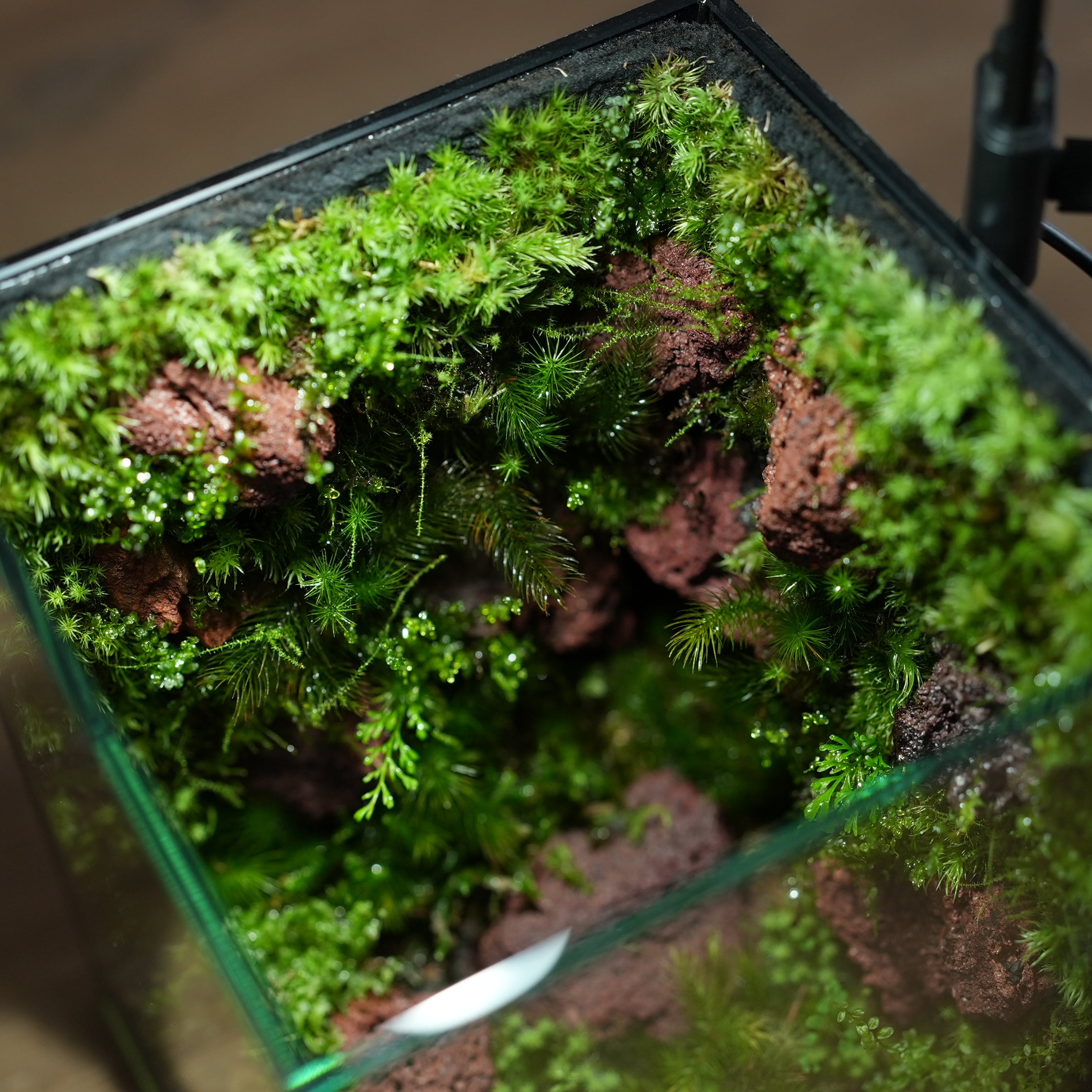 苔の部屋◇限定作品 5.22#3 | 苔テラリウム専門ショップ道草