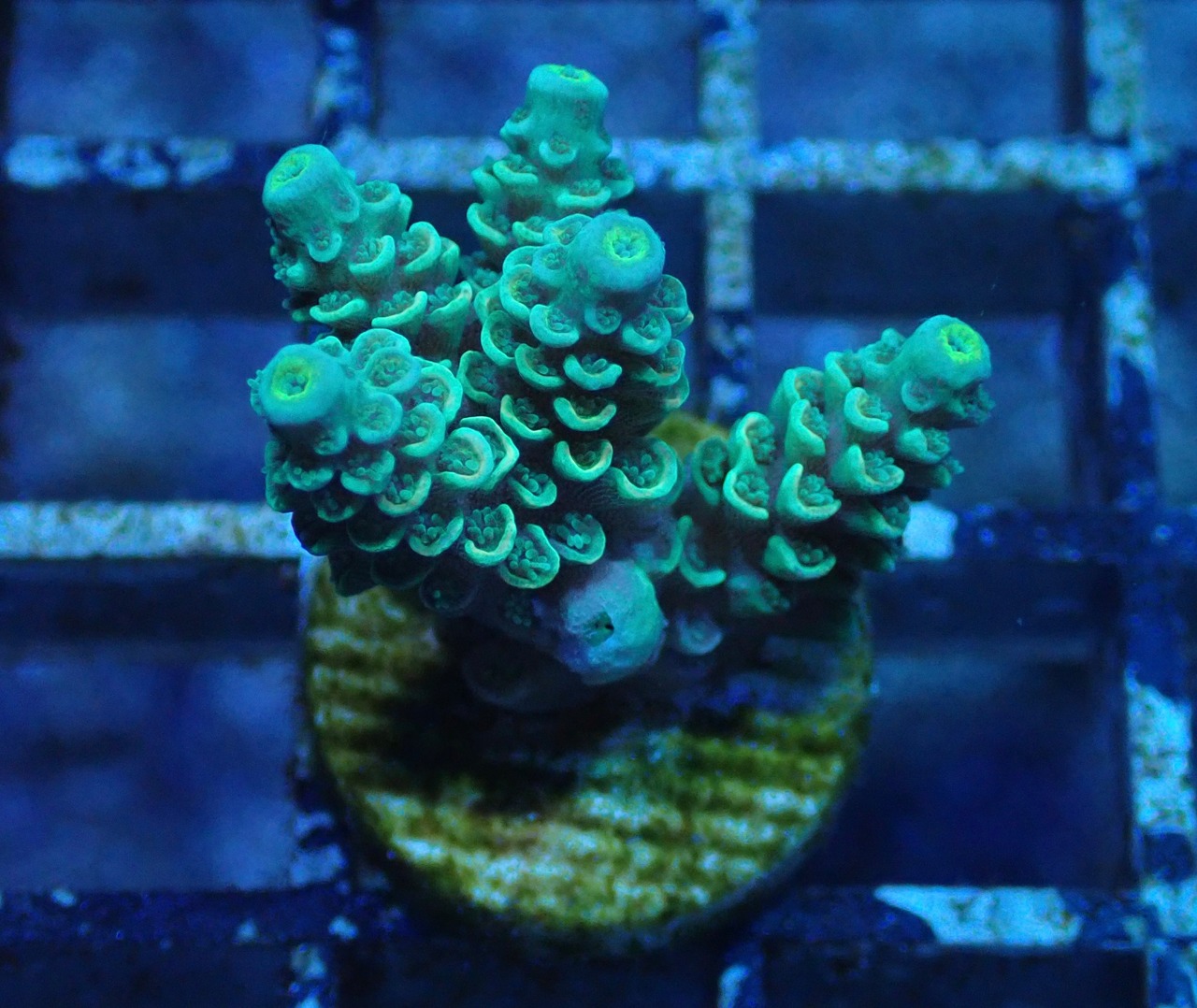 Acropora Tenuis 2