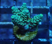 Acropora Tenuis 2
