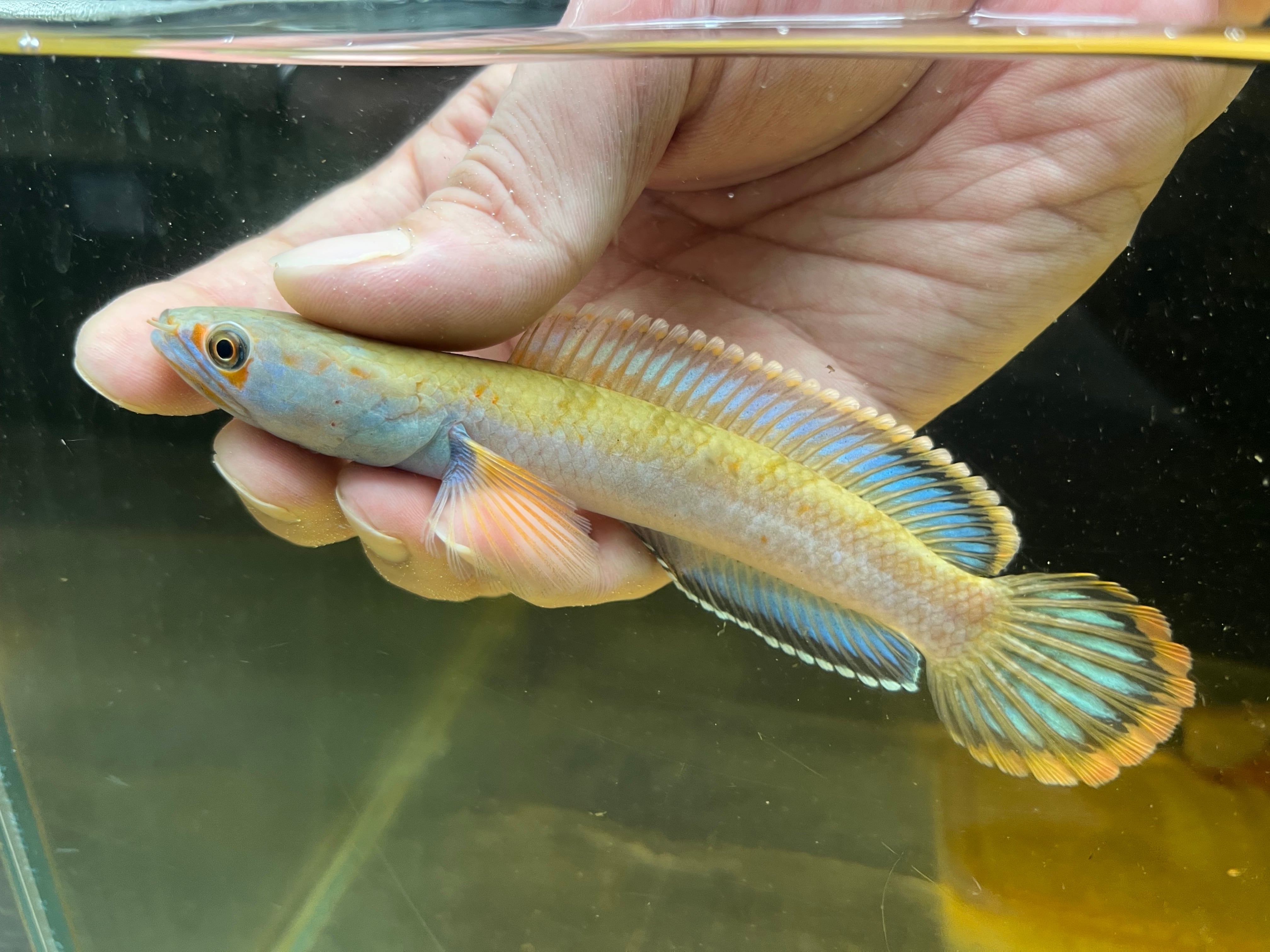 マルリウススネークヘッド 素人が作ったお魚図鑑｜スズキ目タイワンドジョウ亜目タイワンドジョウ