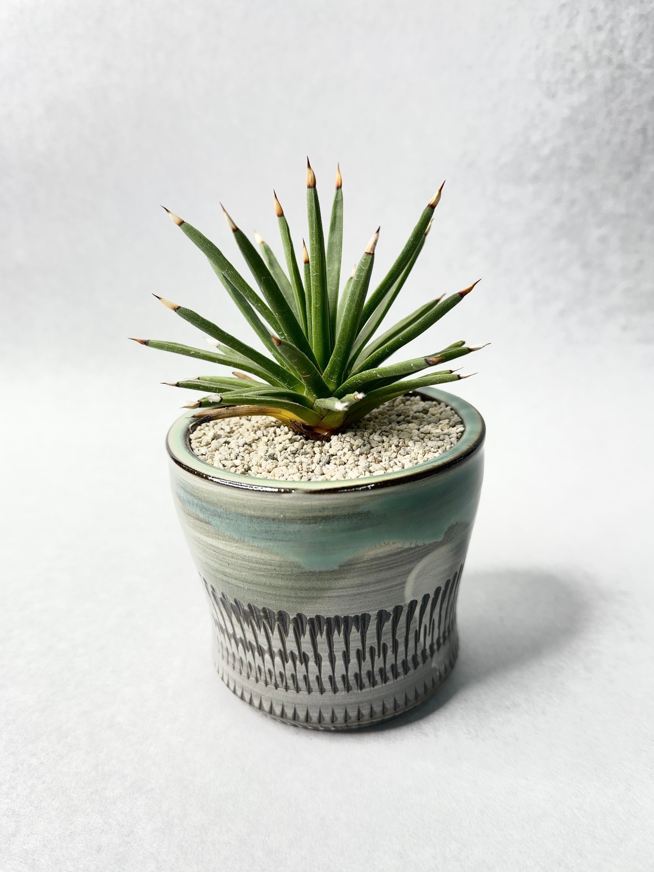 アガベ・アルボピローサ