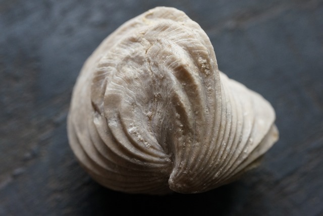 Burmirhynchia Decorata　化石 ⑨