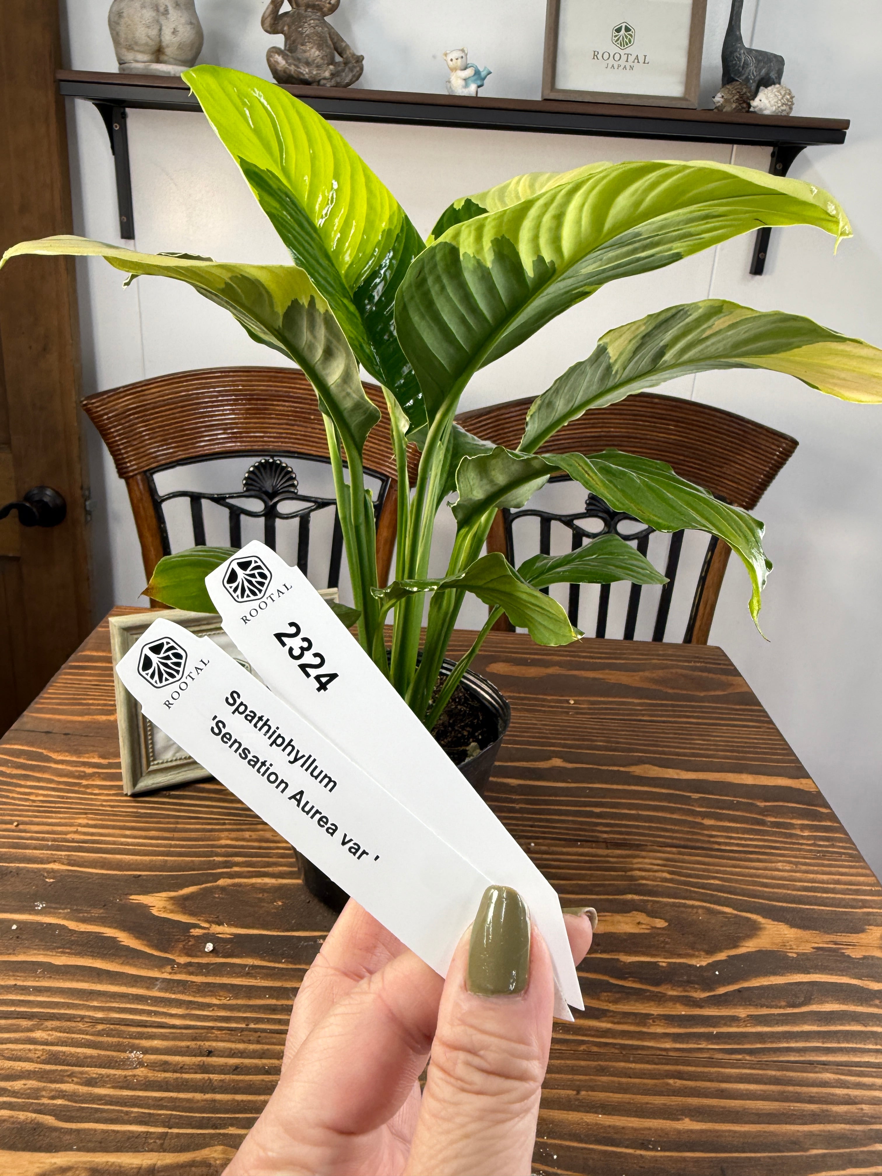 ★2324【国内初!】スパティーフィラム センセーション オーレアバリエガーター(4.5号ポット)