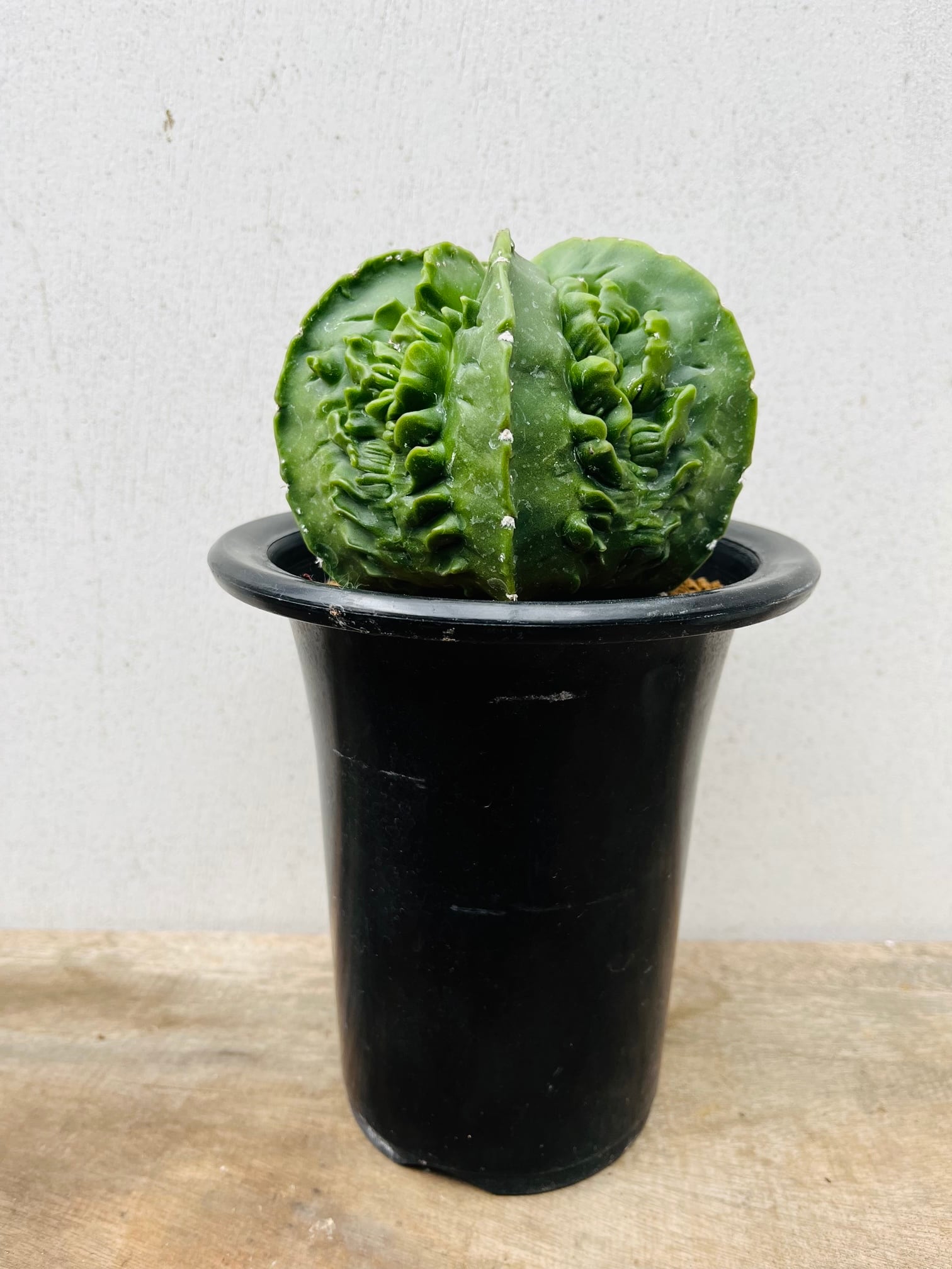 Astrophytum myriostigma アストロフィツム 複隆ヘキラン 複隆鸞鳳玉