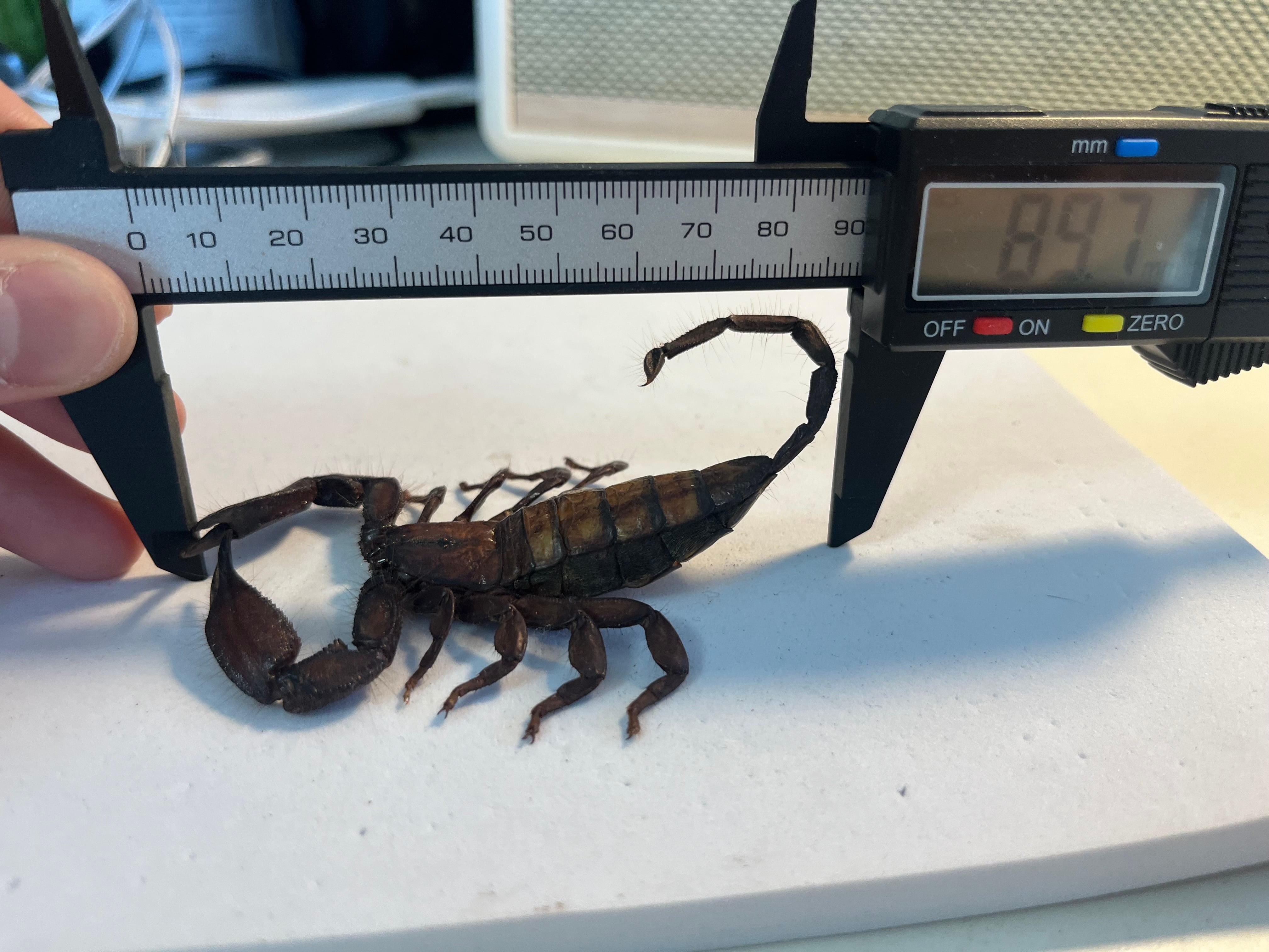 極美標本】フラットロックスコーピオン 全長9cm程サソリムカデ