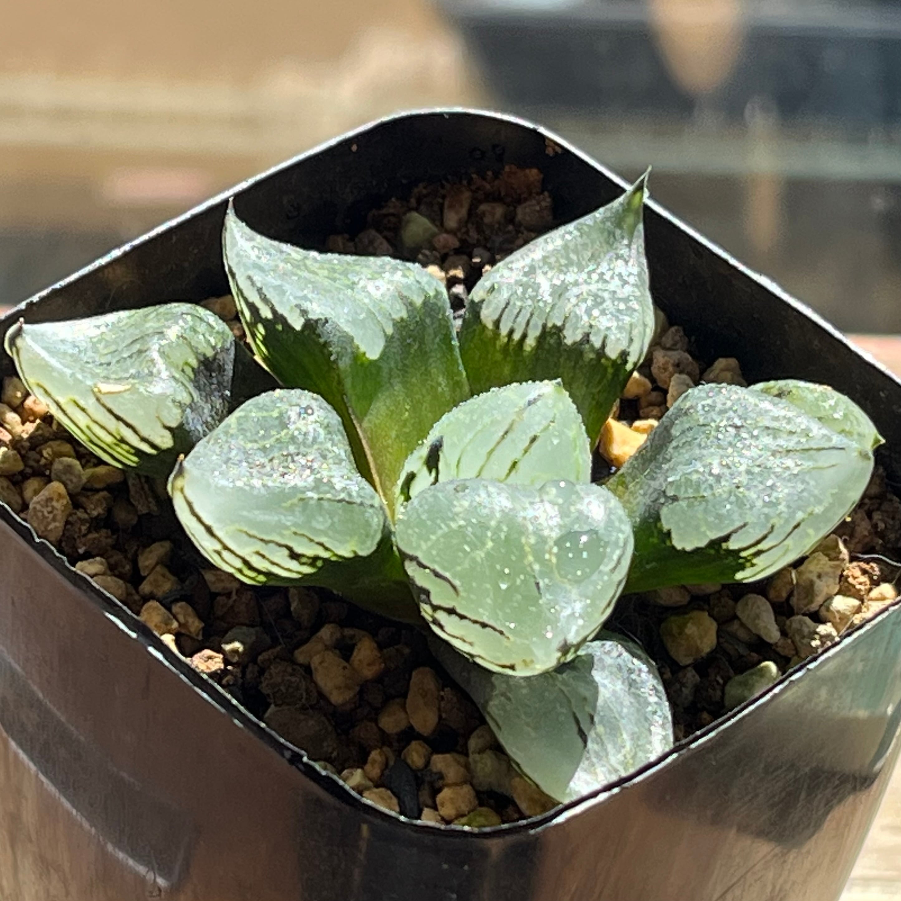 ハオルチア ブルコン般若 | mocono_plants