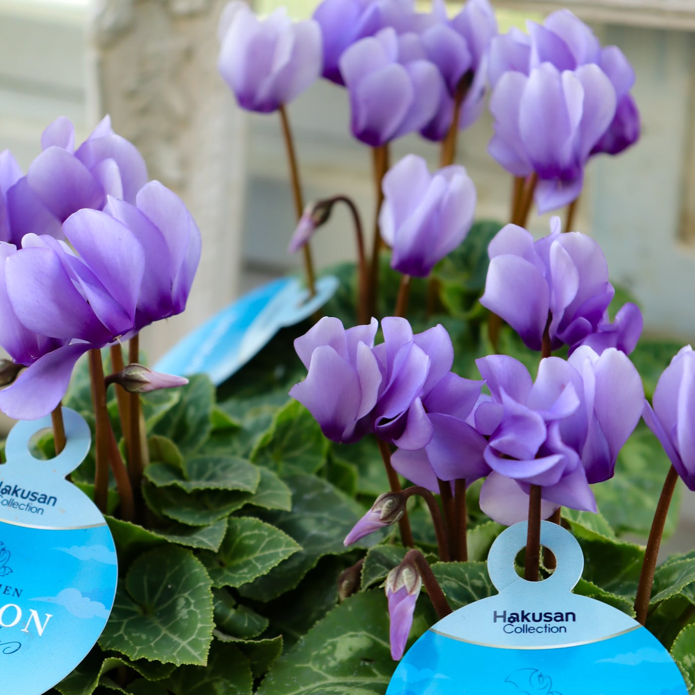 Green heartꕥオンラインショップ