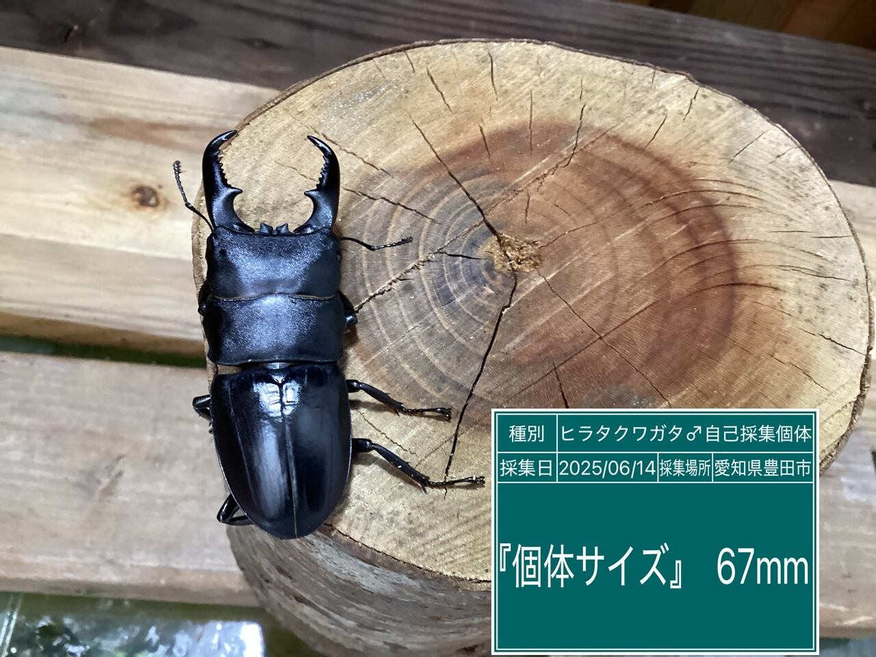 本土ヒラタクワガタ愛知県産ペア NO29 ♂67mm ♀36.5mm | 国産クワガタ