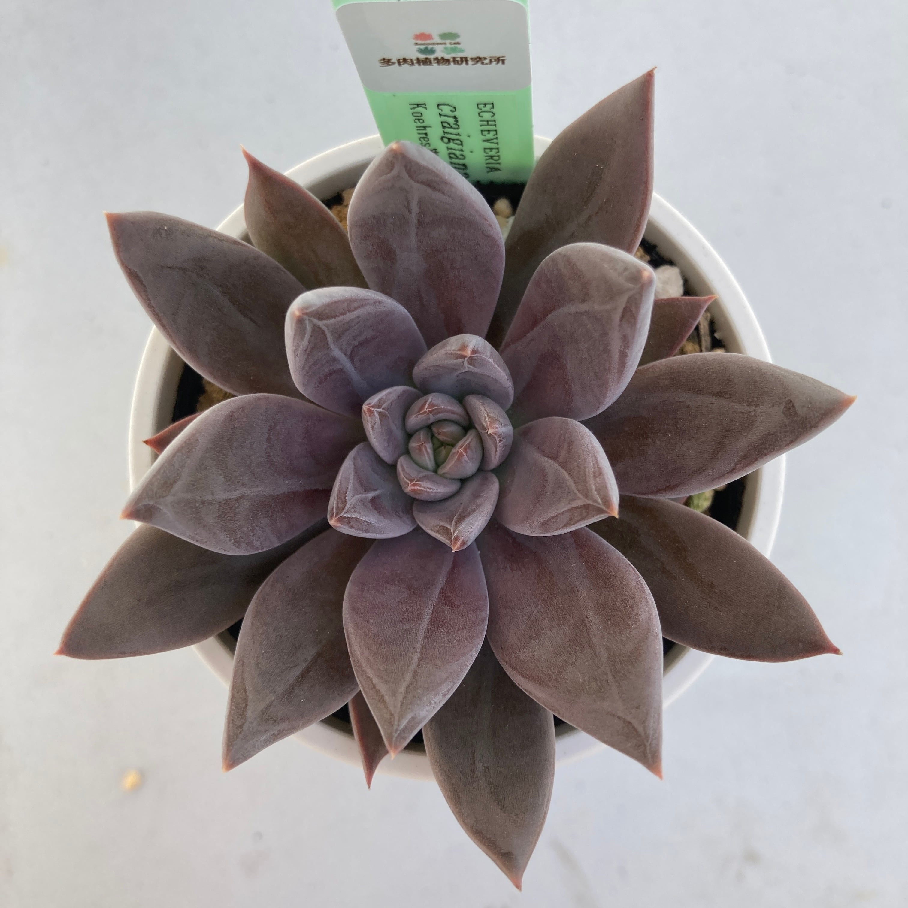 現物商品】ECHEVERIA craigiana,Chihuahua 原種 実生苗 | 多肉植物研究所