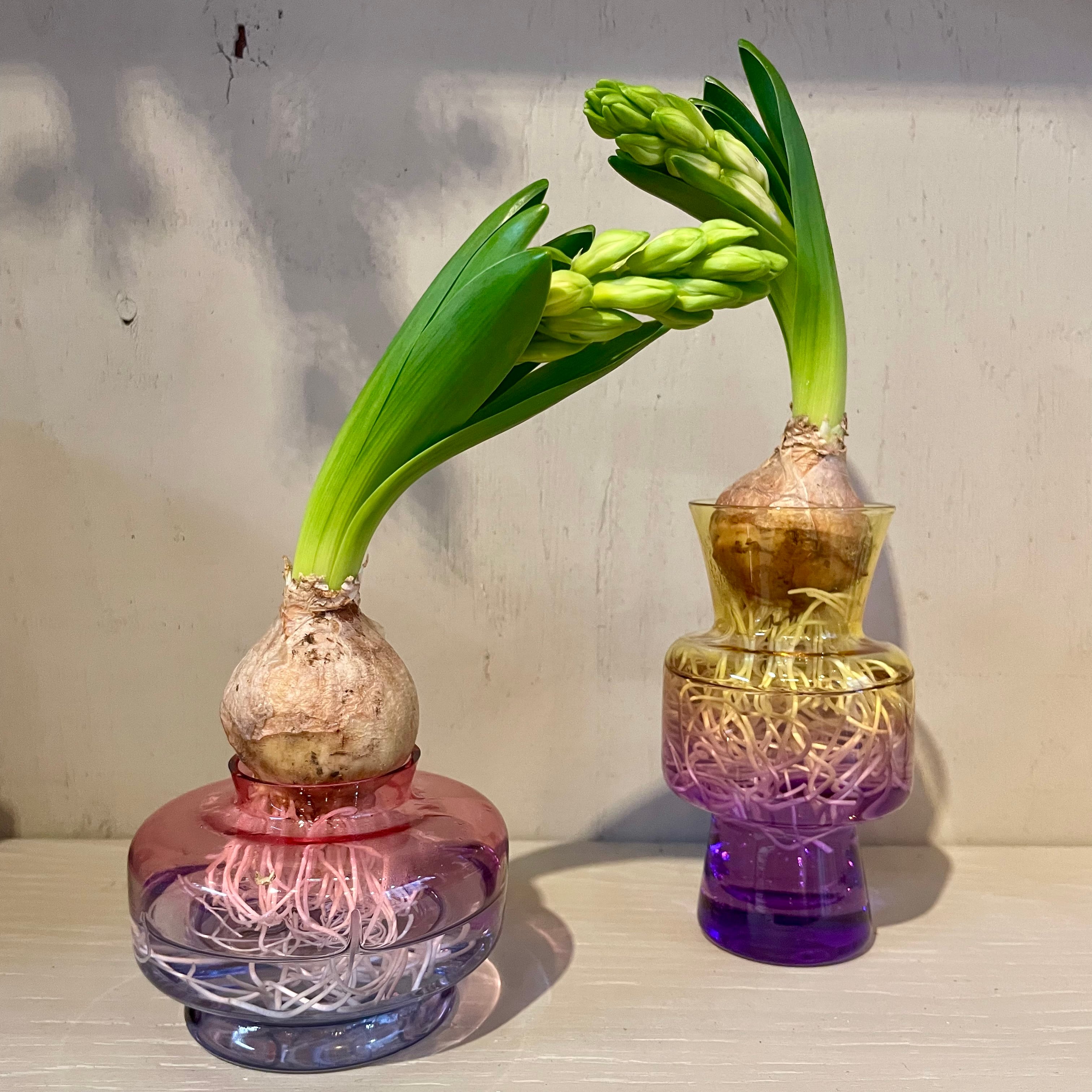 花瓶とヒヤシンス球根セット ハルカゼフラワー