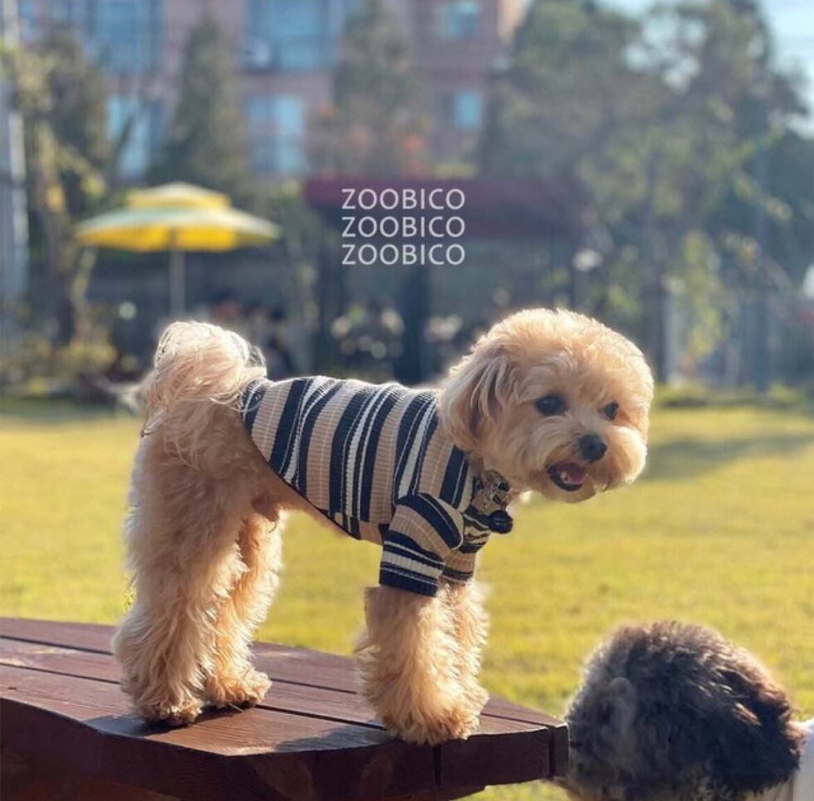 即納】【予約】マルチボーダーTシャツ 韓国犬服 | piccolino(ピッコリーノ)