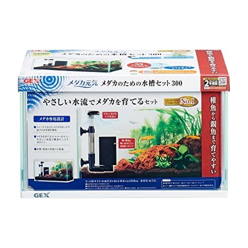 卵生メダカ Aphyosemion mimbon GEGVPO 2018/17 1ペア