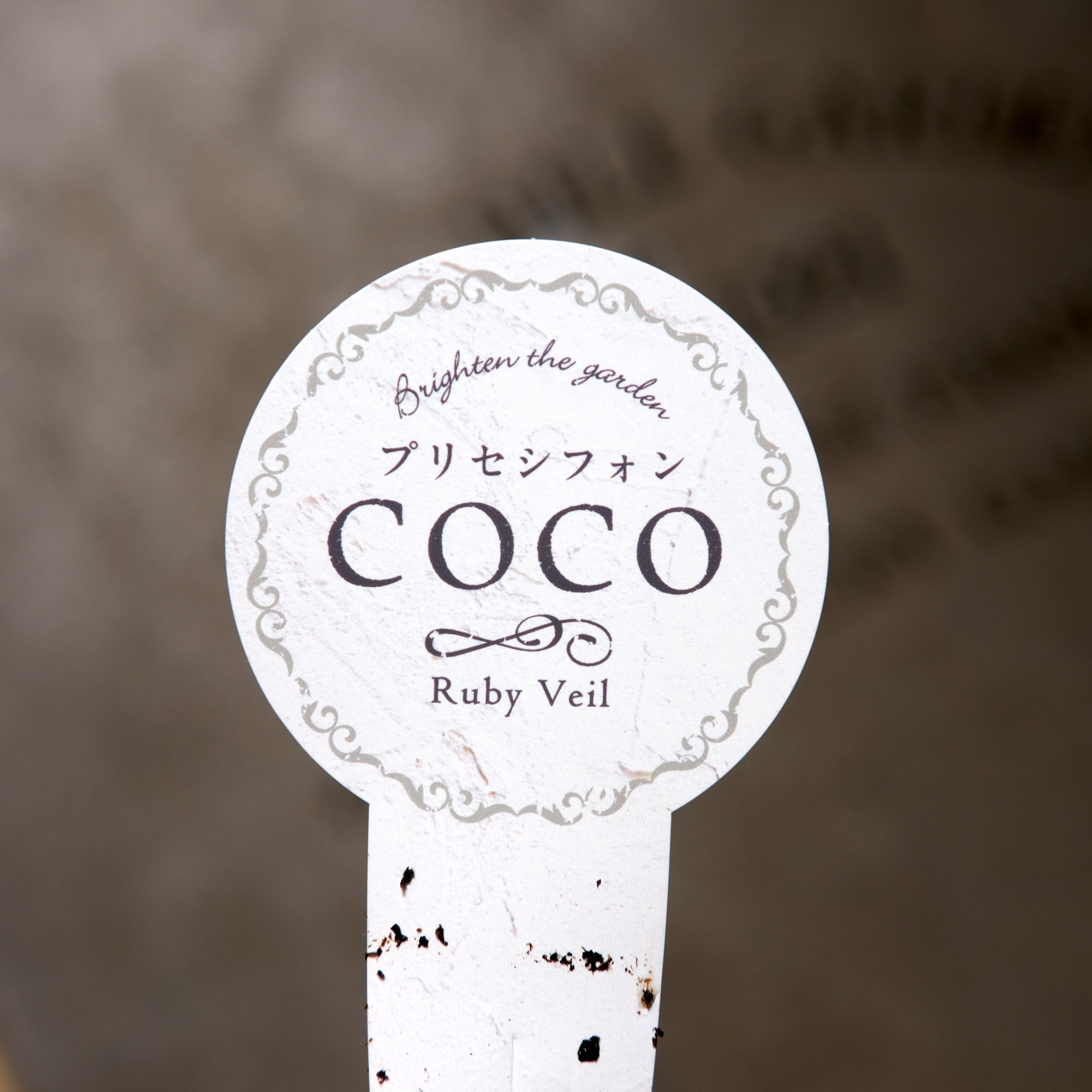 ペチュニア プリセシフォン COCO《 ルビー ヴェール 》3.5号