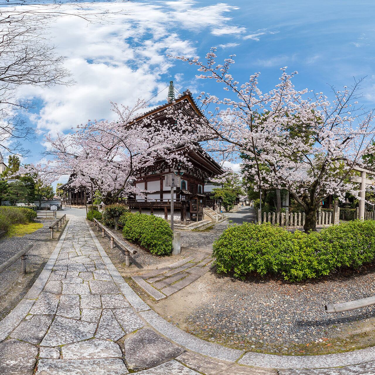 桜の咲く本法寺