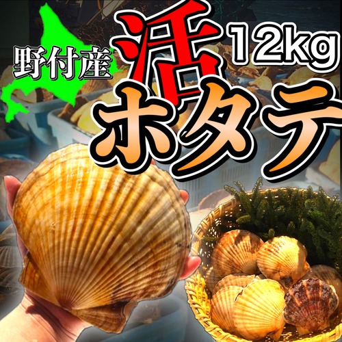 【今が旬‼︎】北海道野付産の特大活ホタテ　12kg詰め（36〜48枚入り）