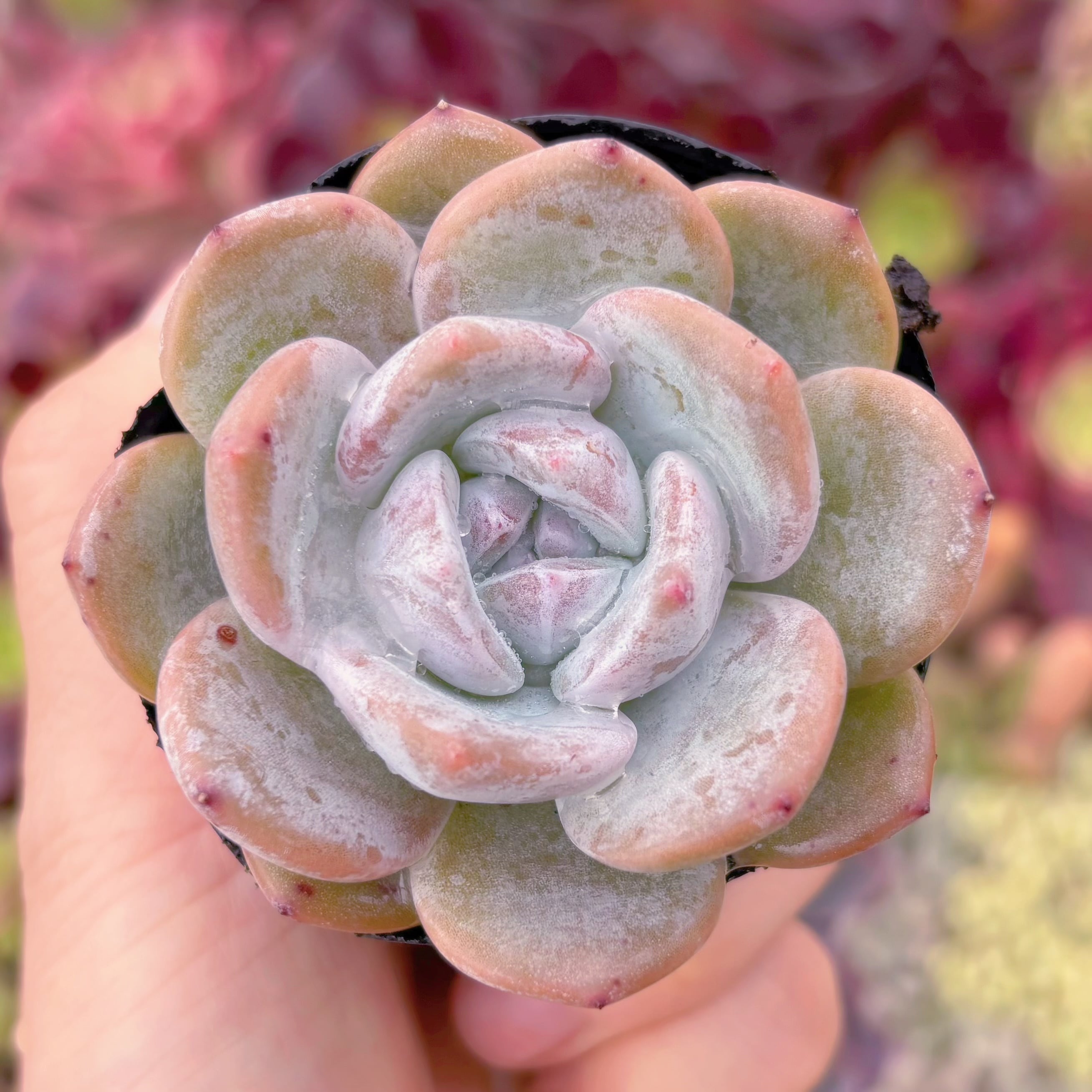 現物　ミルクティー#2210　古株　新入荷