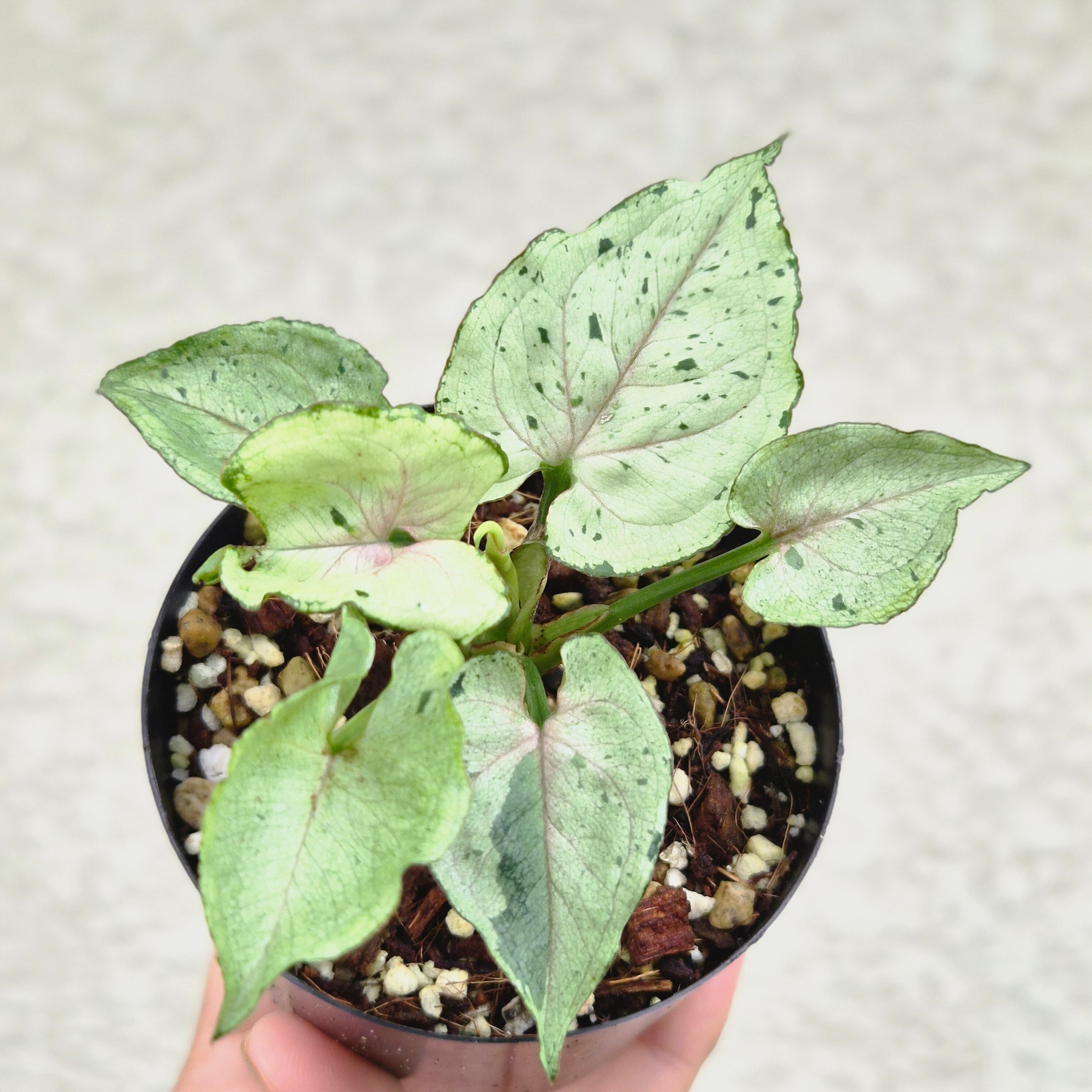 ①《シンゴニウム・グリーンスプラッシュ》 Syngonium green splash / 斑入り観葉植物 / ポットで発送