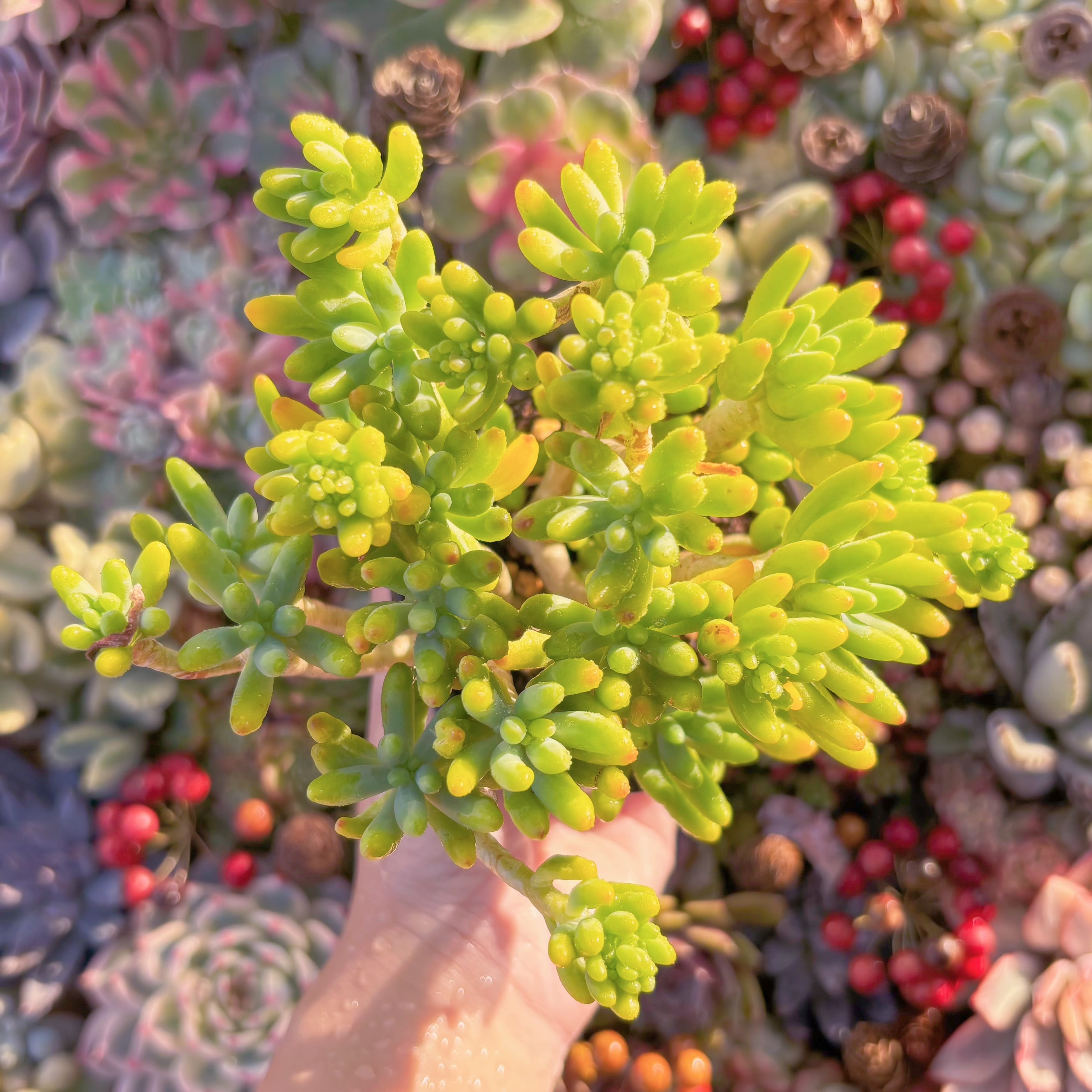 現品　八千代#K005　るる農園