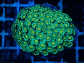 SelectionBaliShip Goniopora FromMakassar YellowEye 骨格完璧