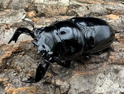 《タランドゥスオオツヤクワガタ 76.5mm ペア》