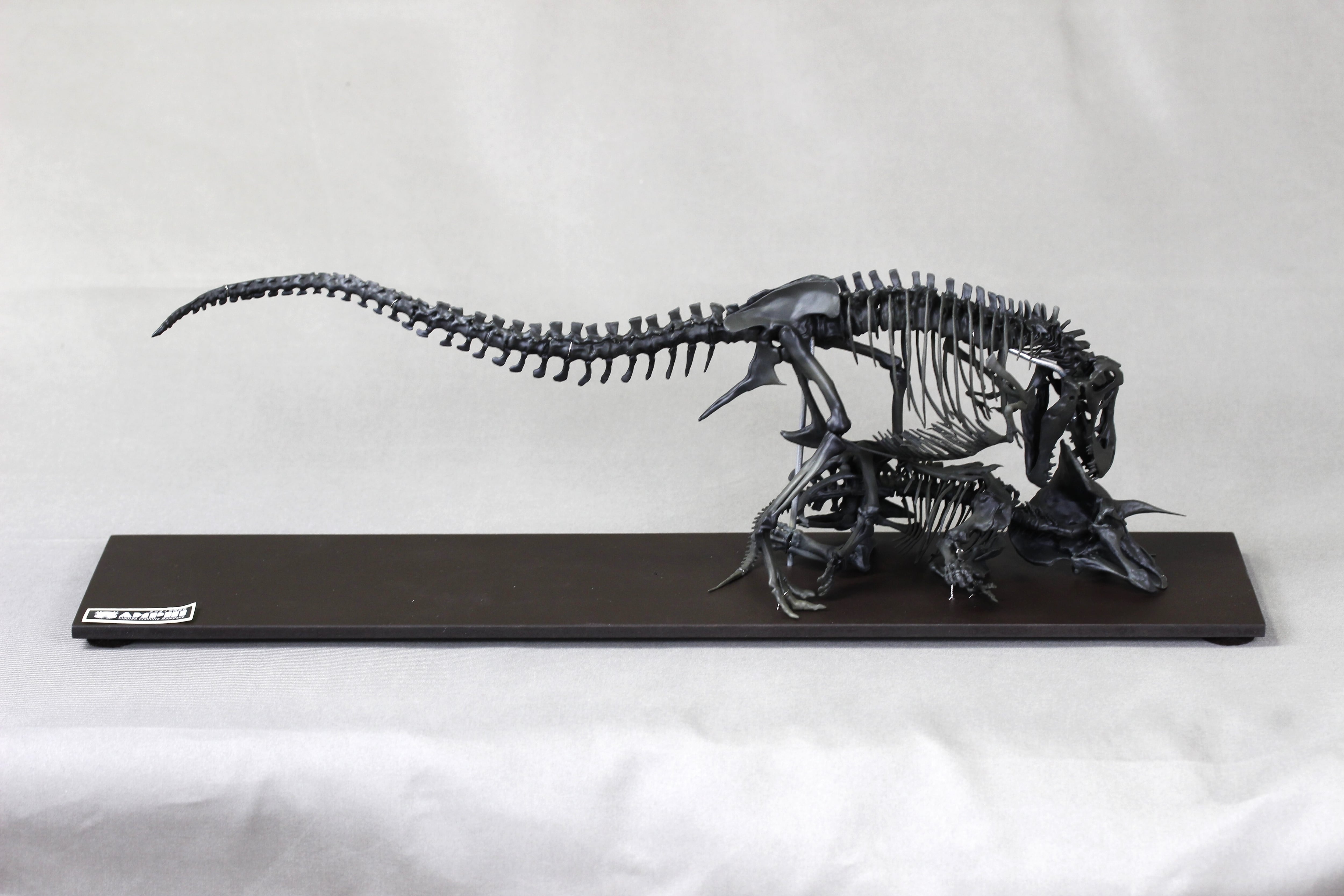 40cm】ティラノサウルス と トリケラトプス 縮小全身骨格模型【 恐竜