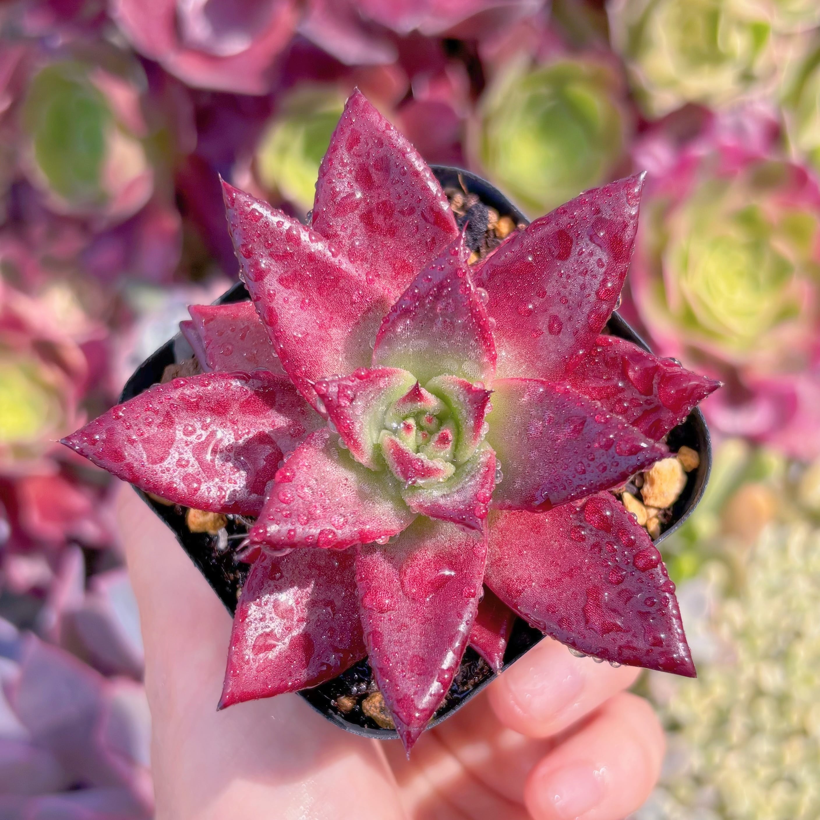 現品　ロメオルビン#F048　るる農園