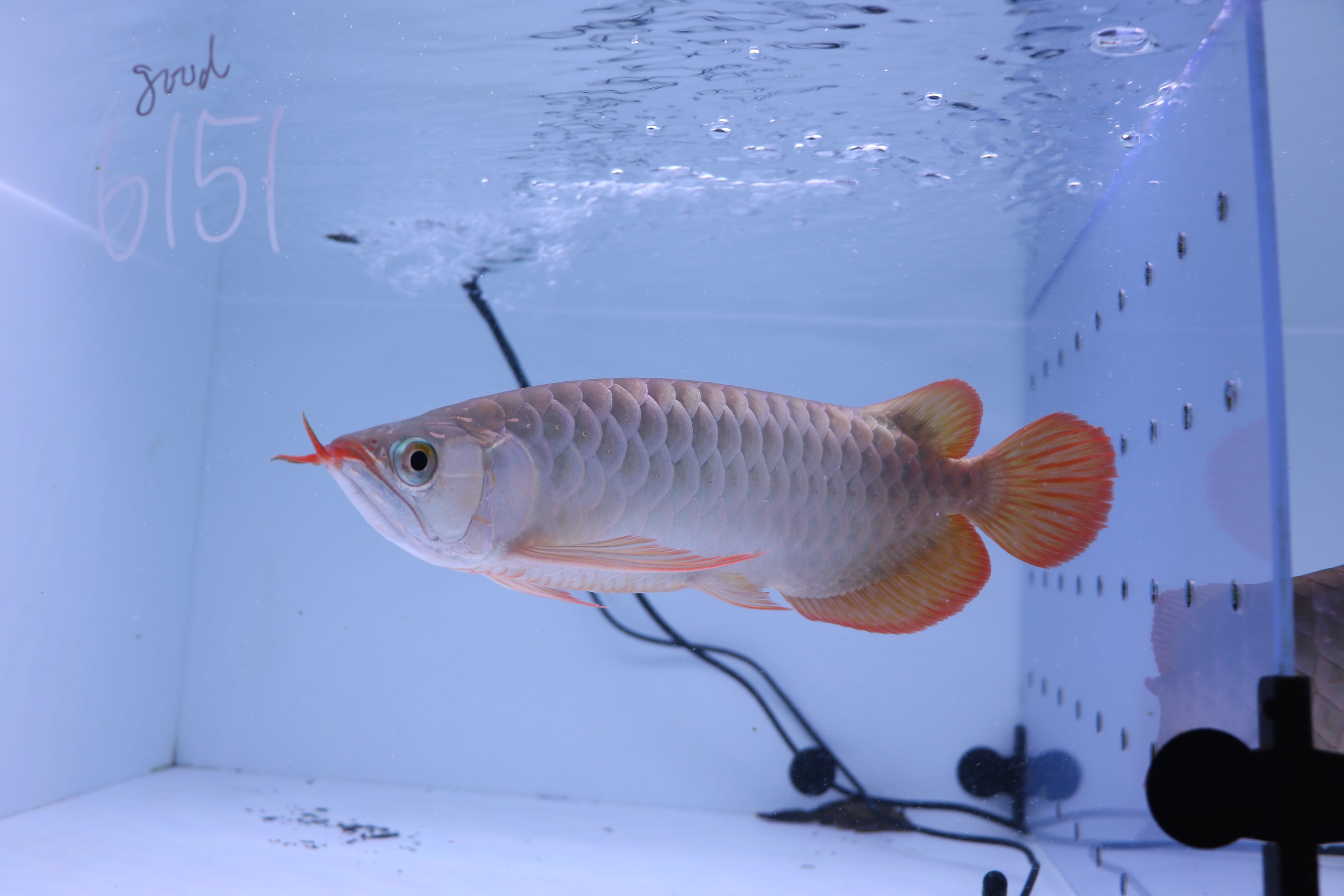 紅龍No.6151（スーパーレッド）☆トップクオリティ☆ ±30㎝ | アロワナ