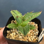 アガベ　チタノタ　甲魚（スッポン）【745】