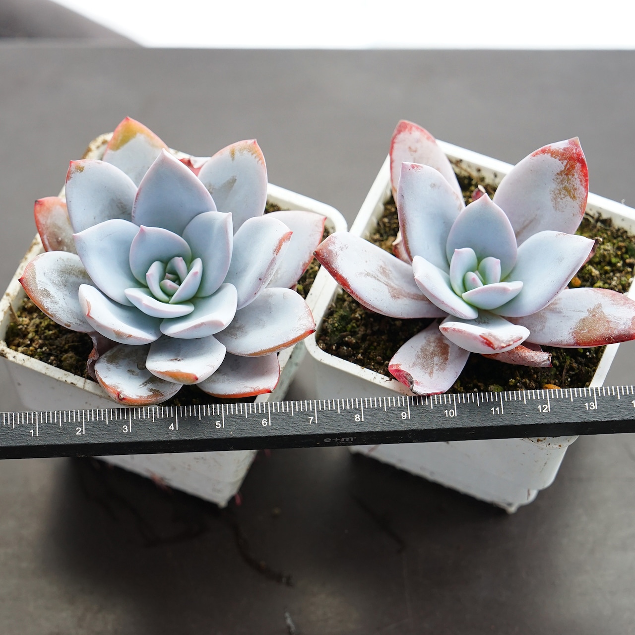 抜き苗 ホワイトロータス 単頭 Echeveria 'White Lotus'