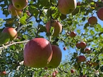 馬糞を活用して栽培したUMAPPLE2kg ※東日本の引退馬