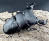 【WD】《ダイオウヒラタ 東ジャワ産 82mm ペア》