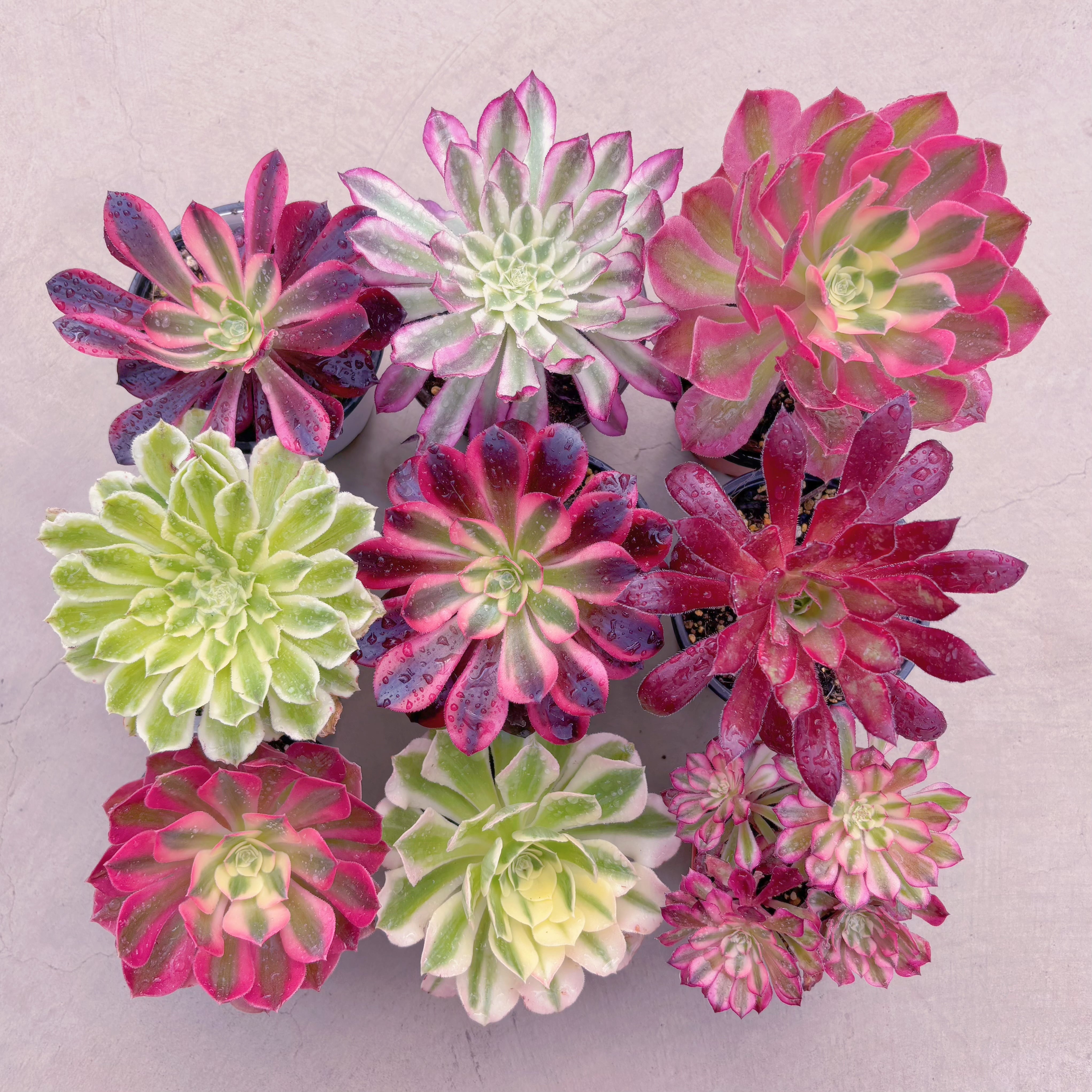 BASE販売会アエオセット008