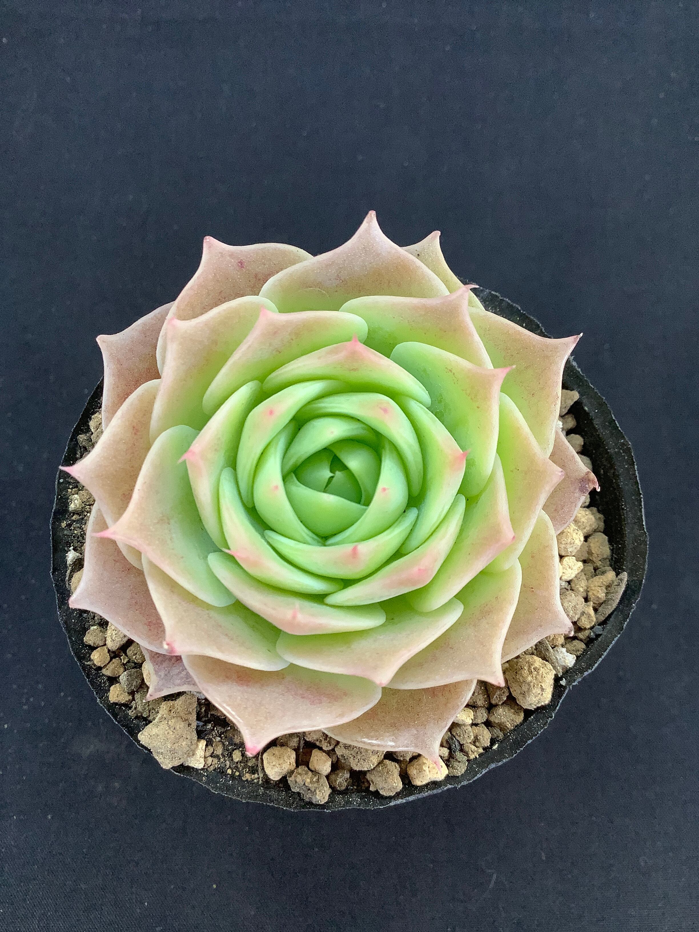 カキコ マクドガリー サボテン カキコ 多肉植物 マクドガリー・実生苗