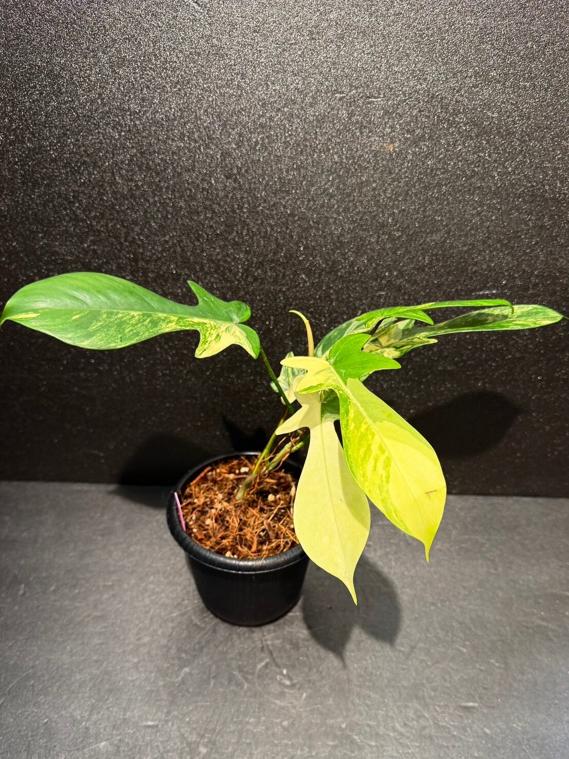 入荷特価】11/30まで大幅値引き中！ フロリダビューティ