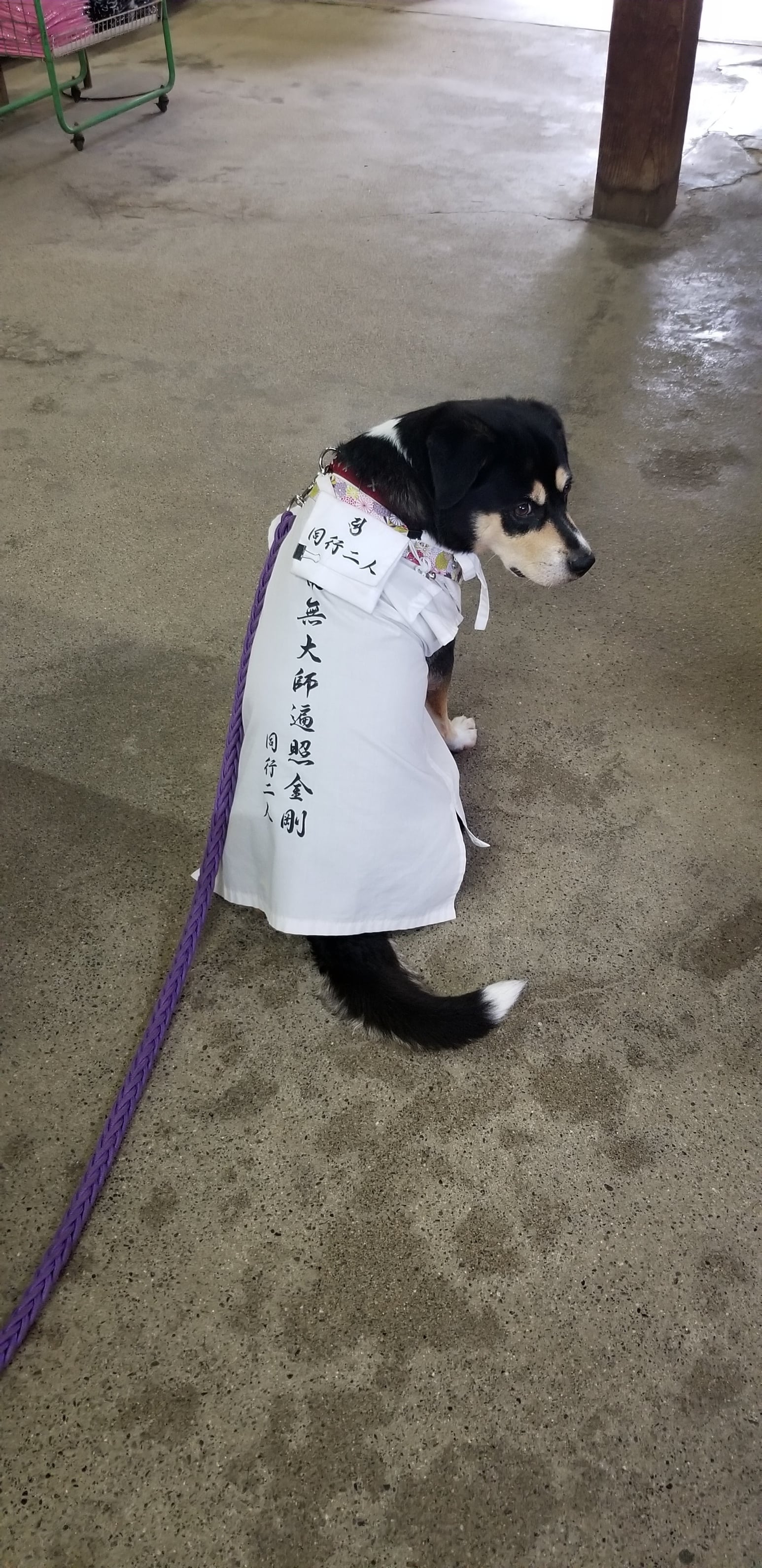 おっきいわんちゃん用 ペット用お遍路白衣 巡礼白衣 輪袈裟付き 3点