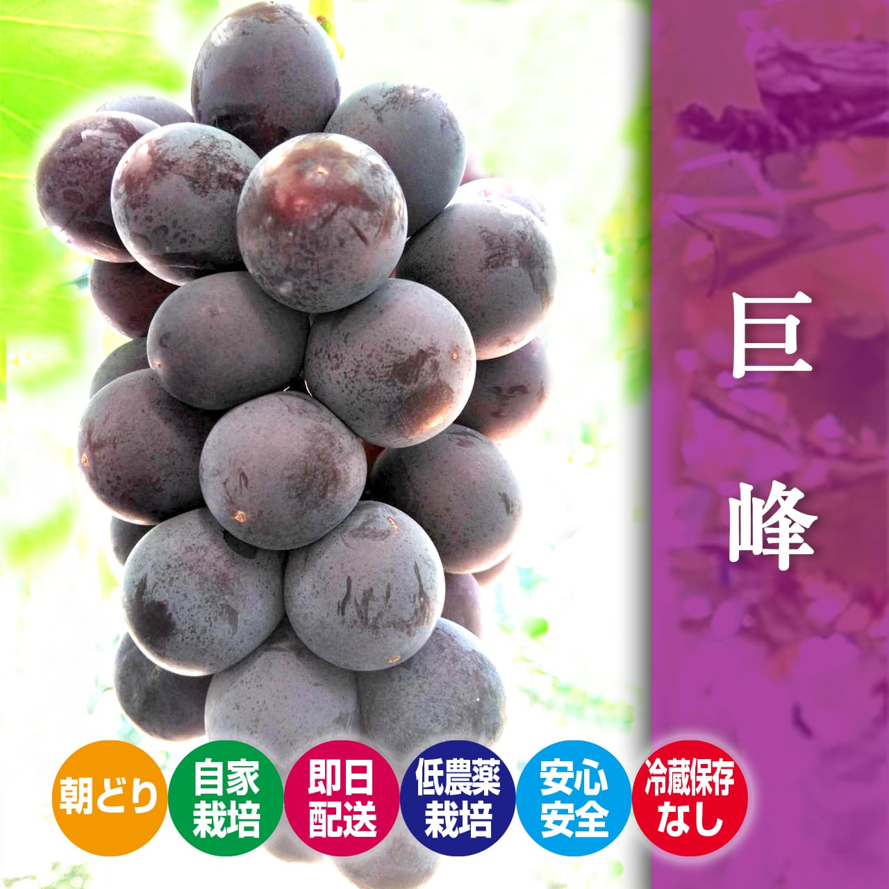 『朝どり・冷蔵保存なし』種無し巨峰3kg箱